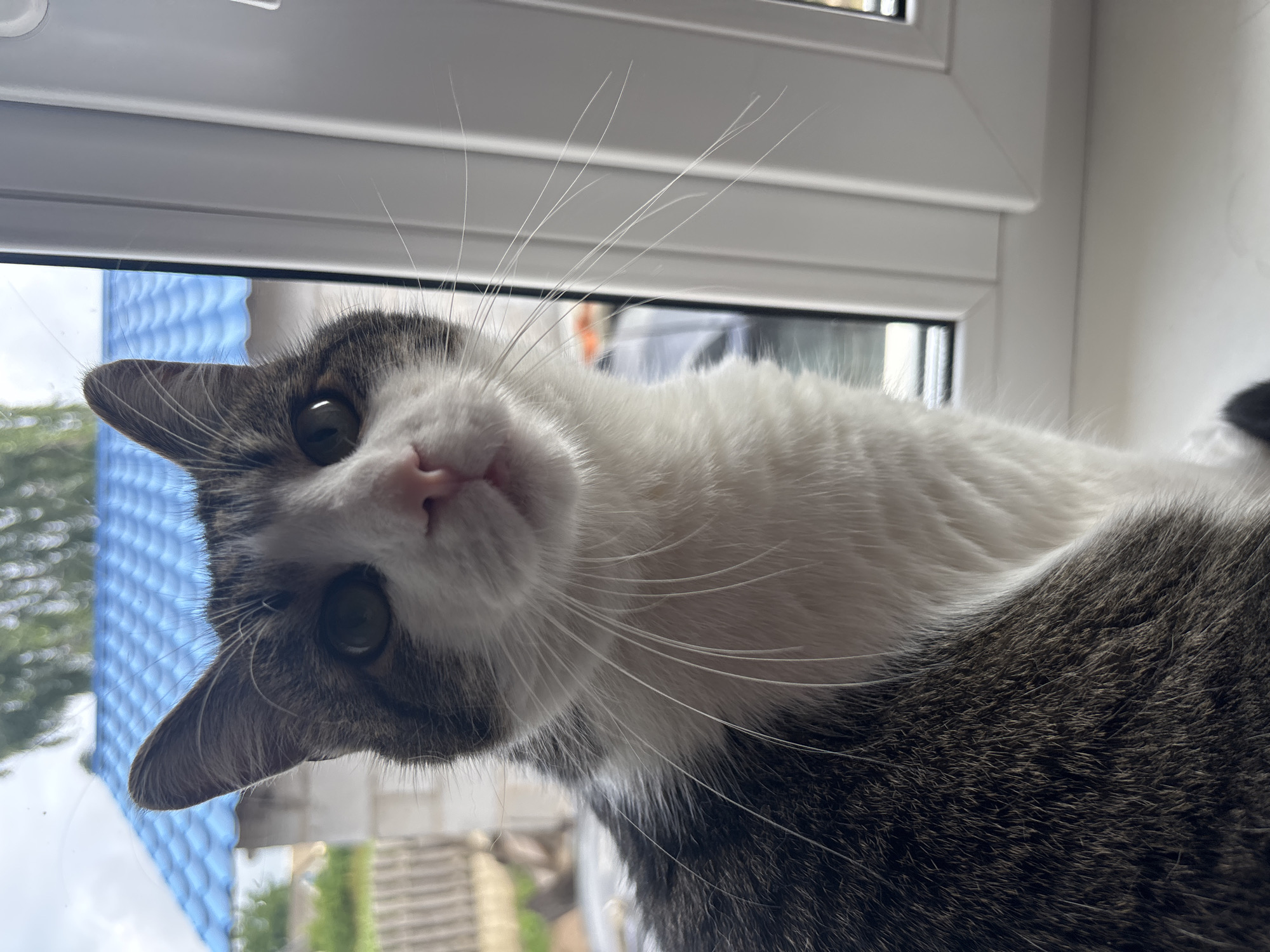 A close-up, eye-level shot shows a domestic cat with grey and white fur sitting on a white windowsill. The cat is facing the camera with its head tilted slightly to its left. Its eyes are green and wide open, and its pink nose is slightly wet. Long white whiskers extend from its muzzle. The background is blurred but suggests an outdoor scene with a blue roof and greenery. The windowsill appears to be part of a window frame in a building, possibly a house. The image is taken during the daytime with natural lighting. The specific location in Kapyĺ, Belarus cannot be determined from the visual information provided in the image.