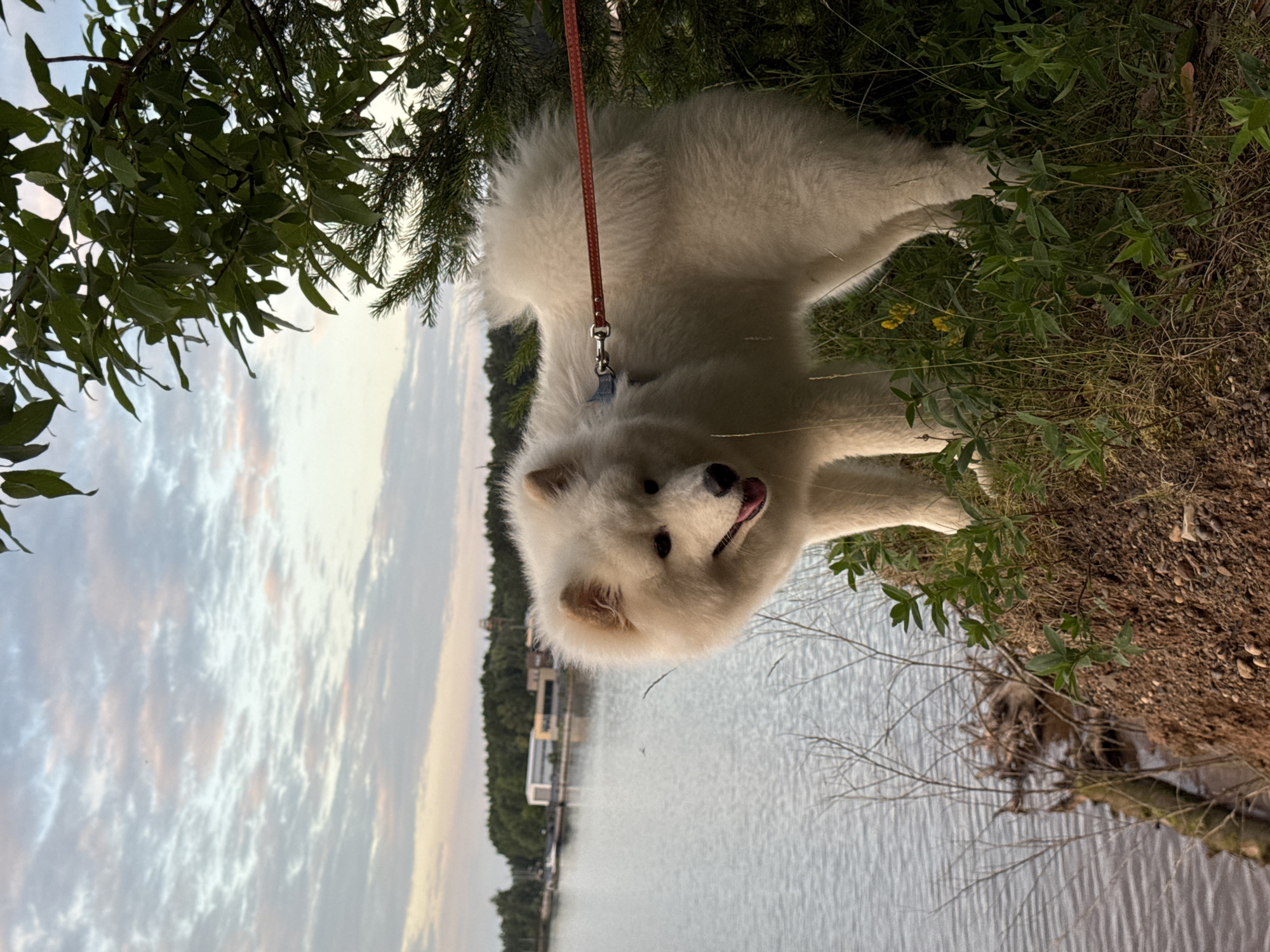 A fluffy white Samoyed dog with a red leash stands on a grassy, dirt embankment next to a body of water. The dog is looking towards the left of the frame, with its tongue slightly out. In the background, across the water, are trees and some buildings, including what appears to be an industrial facility with a tall structure, characteristic of the landscape near the Kama River in Chaikovsky, Russia. The sky is cloudy with streaks of pink and blue, suggesting it is either dawn or dusk. Green foliage from a tree is in the upper right corner of the frame, partially obscuring the sky.