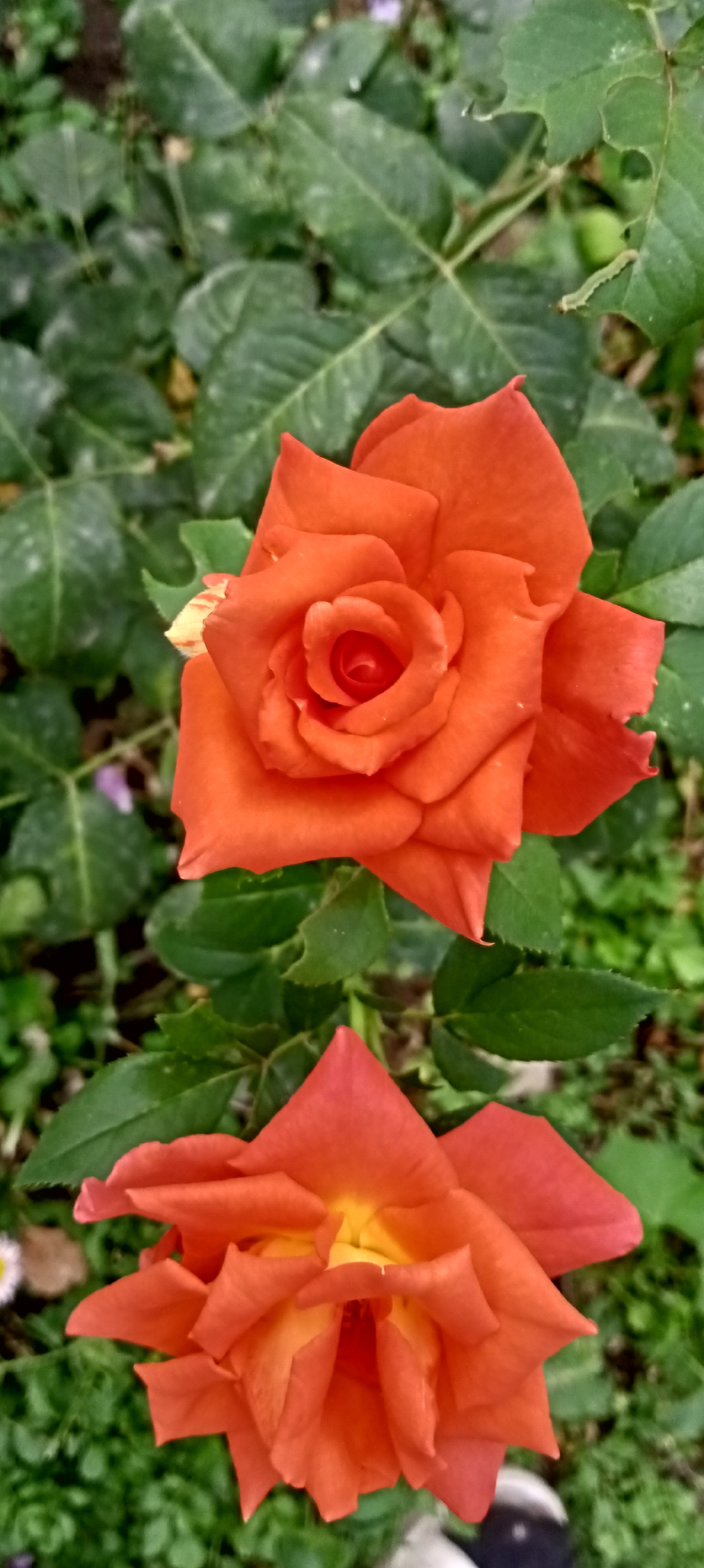 This is a close-up, eye-level shot of two orange roses blooming amongst green foliage. The top rose is fully open, with its petals unfurling in a spiral pattern. The bottom rose is partially bloomed, revealing a vibrant yellow center. The background is a blur of green leaves, suggesting a garden setting. The lighting is natural, casting soft shadows on the petals. The overall impression is one of natural beauty and vibrant color. The image is taken in Sokuluk, Kyrgyzstan.