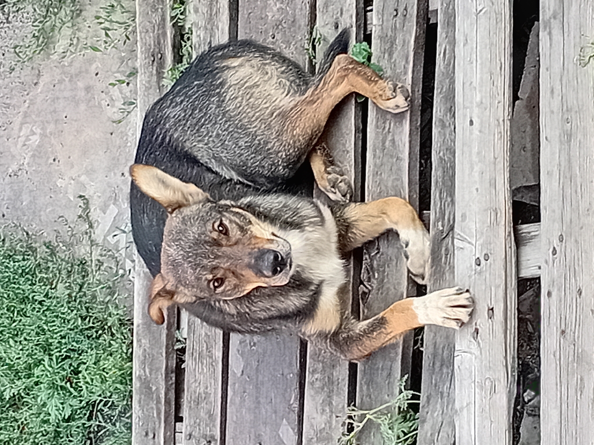 A medium-sized dog with tan and black fur is lying on a wooden bench. The dog is curled up, with its head facing the viewer. The bench is made of rough, weathered wooden planks and appears to be outdoors. Green foliage is visible in the background. The scene is likely located in a park or a yard within the city of Semey, Kazakhstan.