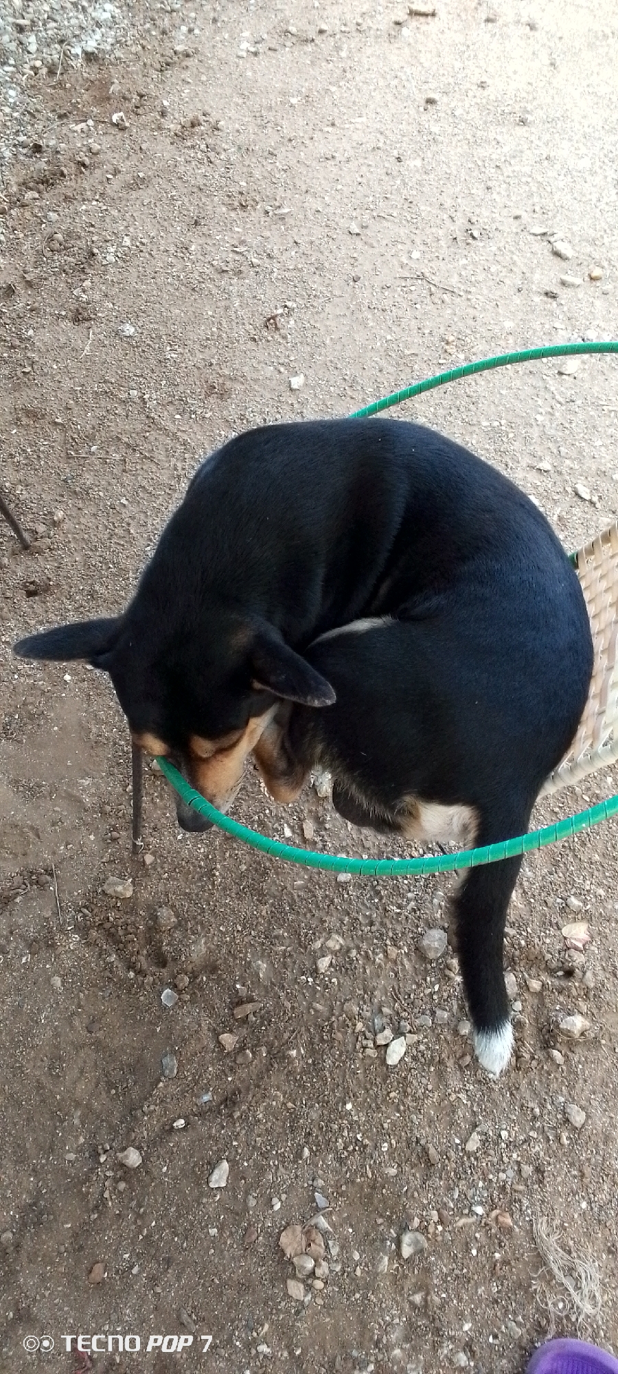 In Altagracia, Venezuela, a black and tan dog is curled up and resting on a woven surface, possibly a chair or mat. The dog's body is tightly coiled, with its head resting near its paws. A bright green hose or similar tubular object encircles the dog and its resting place. The ground surrounding the dog is composed of dirt and small stones, indicating an outdoor environment. The image is taken from a top-down perspective.