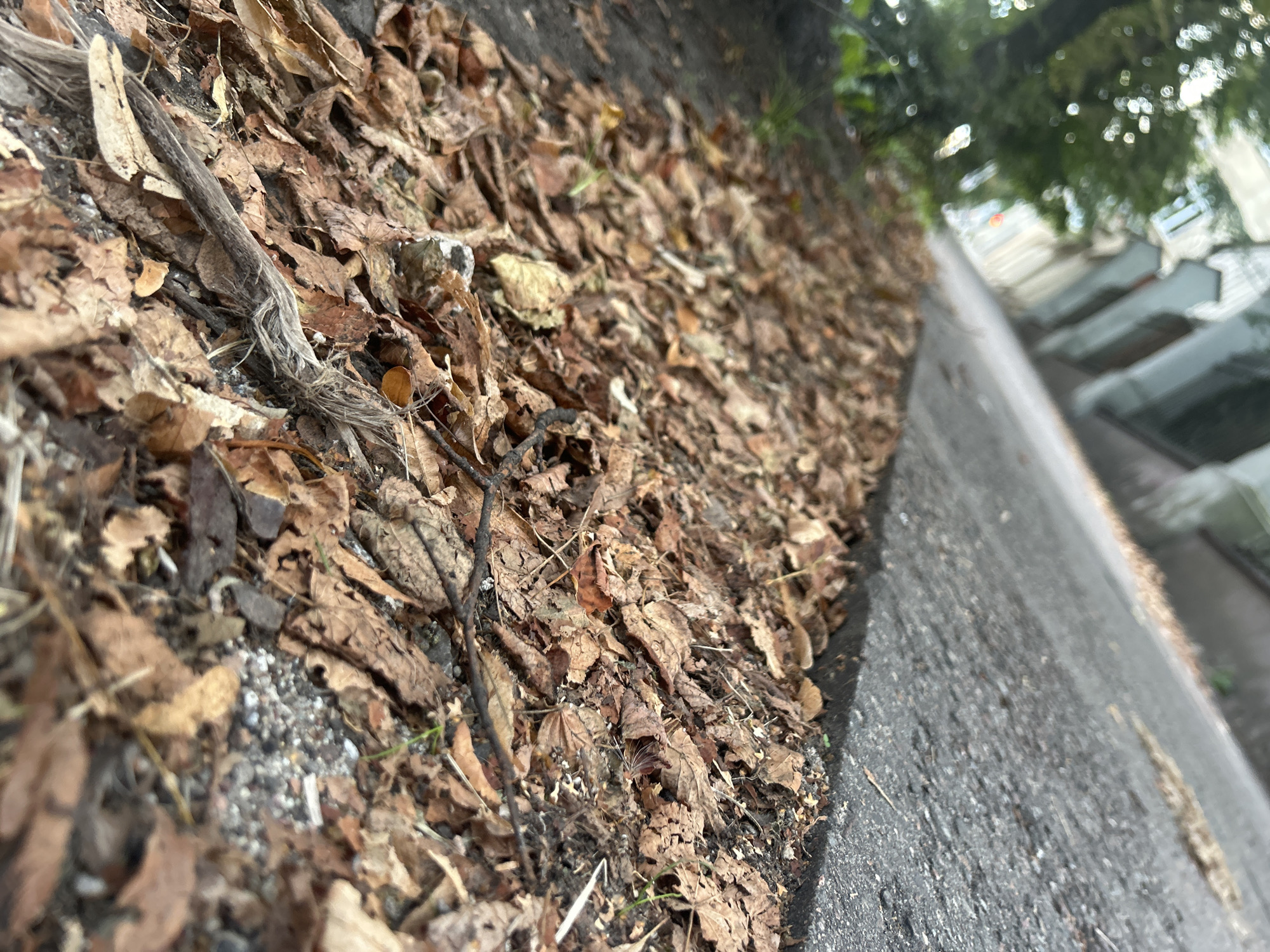 The image shows a ground-level view of a sidewalk and adjacent debris. The foreground is dominated by dry, brown leaves and twigs scattered on the ground. A section of grey asphalt or concrete forms the lower left portion of the frame, indicating a paved area. In the background, blurred reflections suggest buildings and greenery, possibly trees, hinting at an urban setting. The overall scene appears to be an outdoor environment, likely a street or park area, with fallen leaves suggesting an autumn or dry season. No people or specific landmarks of Vilnius, Lithuania, are discernible in the provided image.
