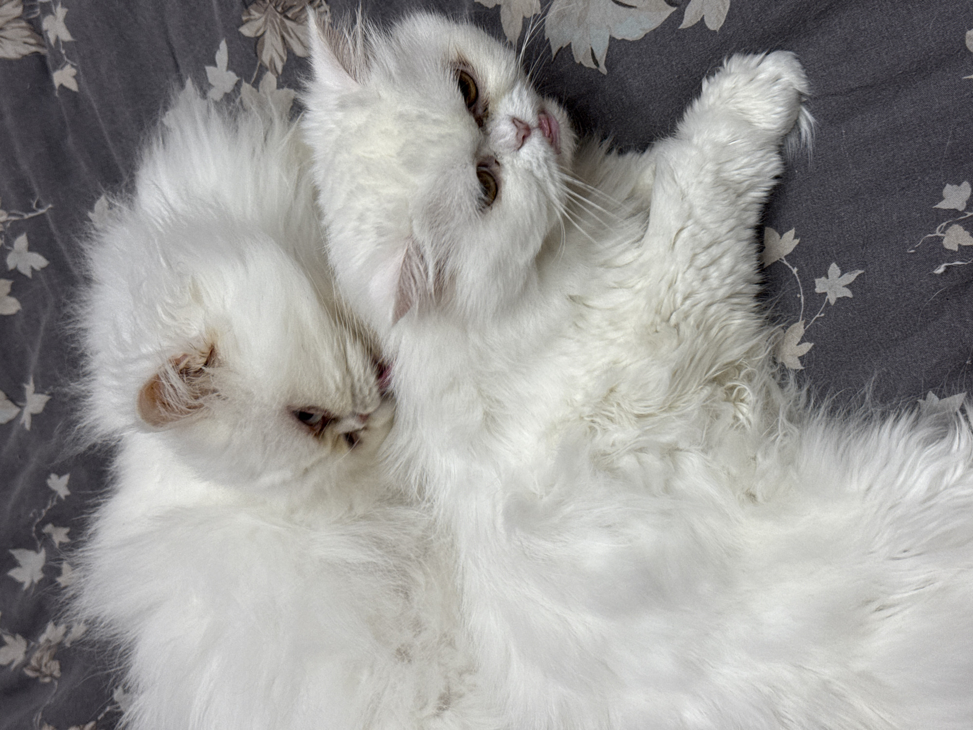 Two white Persian cats are intertwined on a grey, floral-patterned surface. One cat is licking the other's head, while the second cat is lying on its back with its tongue slightly protruding. The background is a soft, floral fabric. The location is not discernable from the image.
