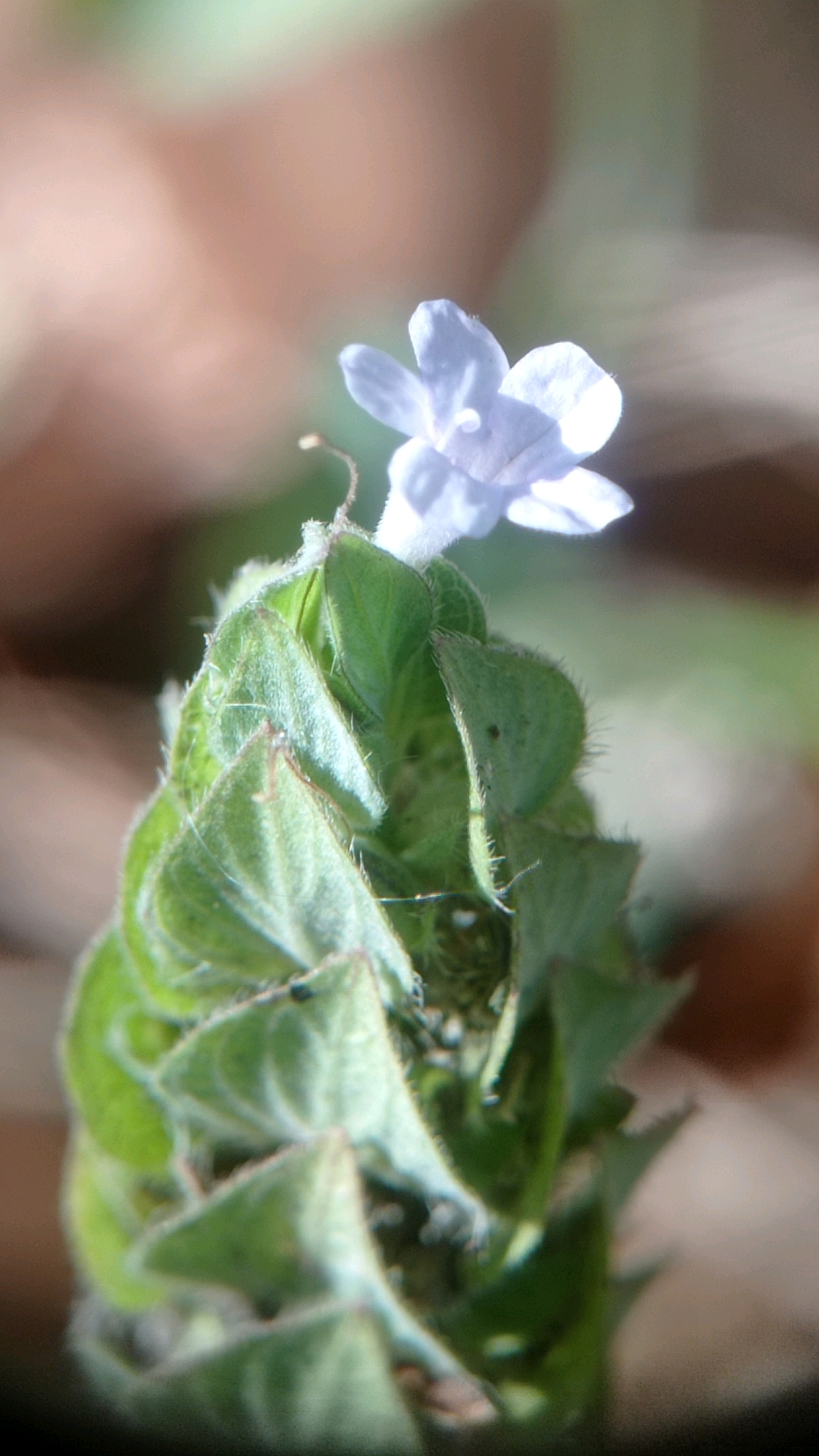 A close-up shot of a light purple flower blooming from a cone of green leaves. The flower has five petals and a light stamen. The leaves are pointed and fuzzy, arranged in a spiral. The background is a blur of light brown and green, suggesting an outdoor environment. The image is sharp on the flower and leaves, with the background out of focus. This image was taken in Mulyoagung, Indonesia.