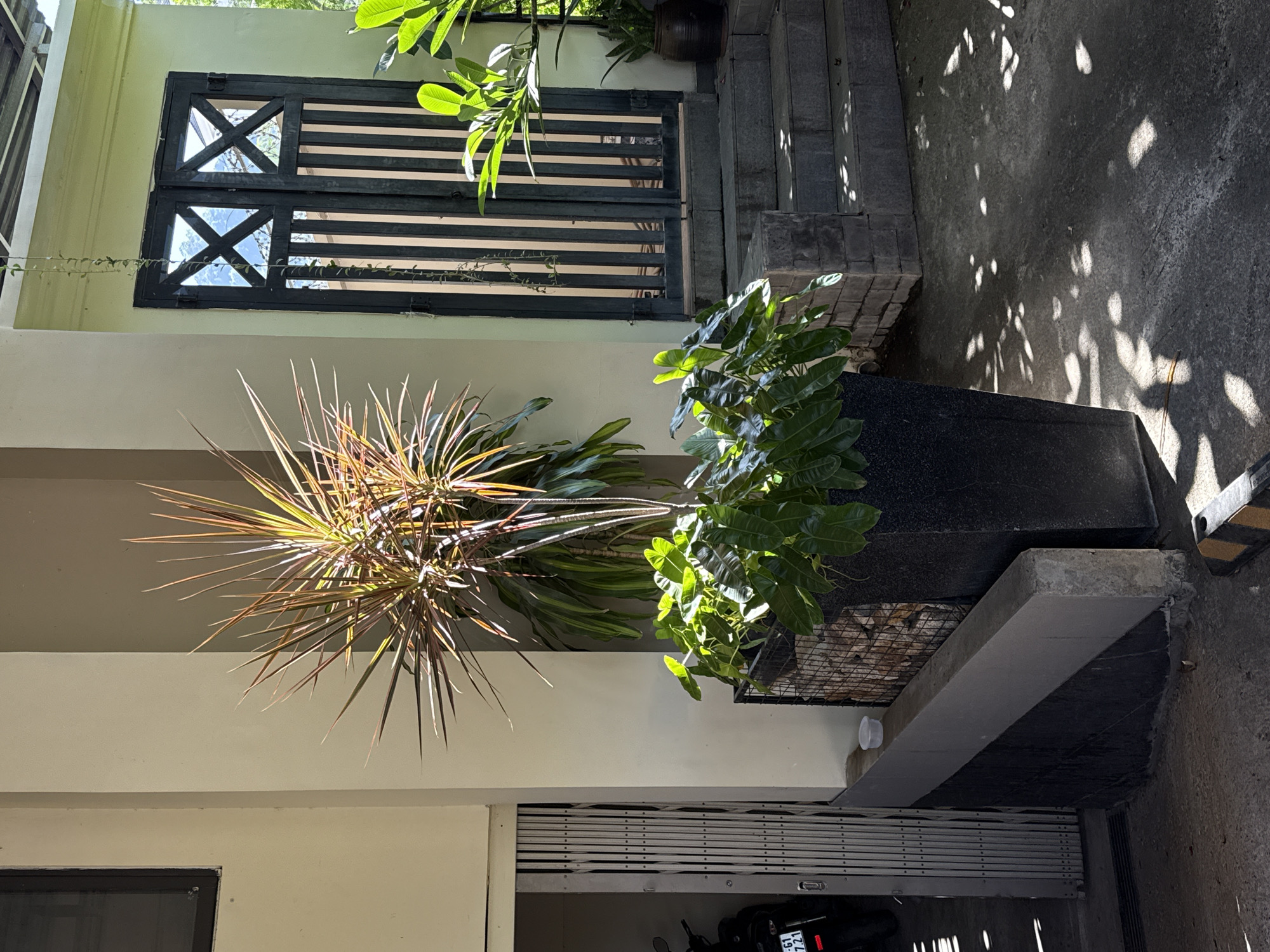 This image depicts an outdoor scene in Bac Nha Trang Ward, Vietnam. In the foreground, a large black planter contains a lush green plant with broad leaves. To the left of the planter is a vertical roll-up gate, partially open, revealing a motorcycle. Behind the gate and to the left of the planter, a building wall with a dark accent band is visible. To the right of the planter, a large plant with spiky, colorful leaves grows upwards. Beyond the plants, a set of stone steps leads up to a double door with a dark frame and vertical wooden slats. The ground is paved concrete, with dappled sunlight creating patterns of light and shadow from overhead foliage. The overall scene suggests an entrance to a building or property, with decorative plants and a functional gate.