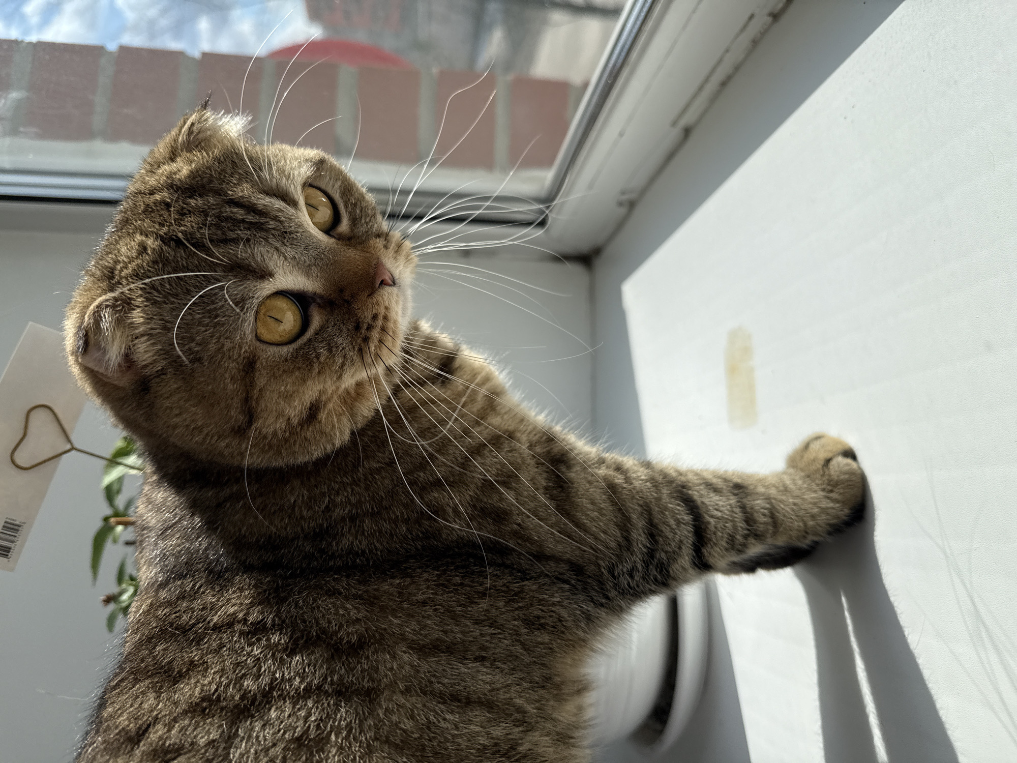 A brown tabby cat with large, bright yellow eyes and folded ears, indicative of a Scottish Fold breed, is captured in a close-up, low-angle shot. The cat's head is tilted upwards and to the right, with a curious and alert expression. Its long white whiskers are prominent against the sunny background. One front paw is extended and resting against a white window frame or wall on the right side of the image, casting a long shadow.
The setting appears to be indoors, next to a window. Through the window, a bright blue sky with some white clouds is visible, along with parts of a brick building. Strong sunlight streams in, illuminating the cat's fur and creating sharp shadows on the white surface. In the bottom-left corner, partially obscured, is a green plant and a white tag with a barcode and a heart-shaped wire holder. The overall impression is a serene daytime scene, with the cat observing something outside or engaging with its immediate surroundings.