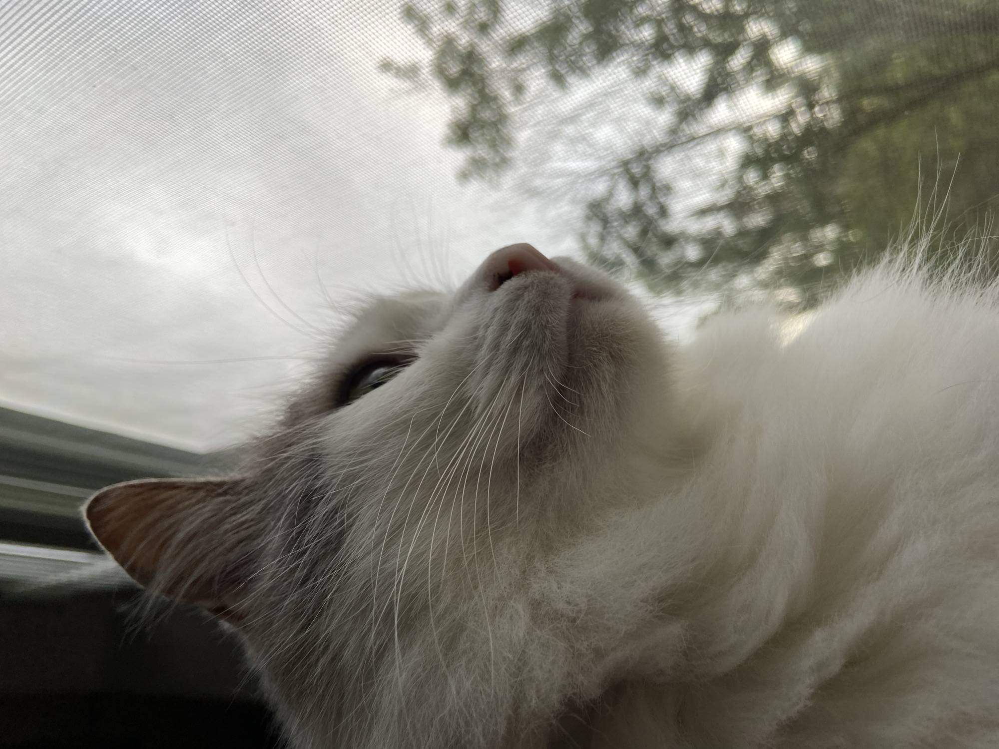A low-angle, close-up shot shows a white and gray cat looking up and to the left. The cat's pink nose is prominently featured. The cat is positioned near a window with a screen. Outside the window, blurred trees and a gray sky are visible. The location is Unknown, Unknown.