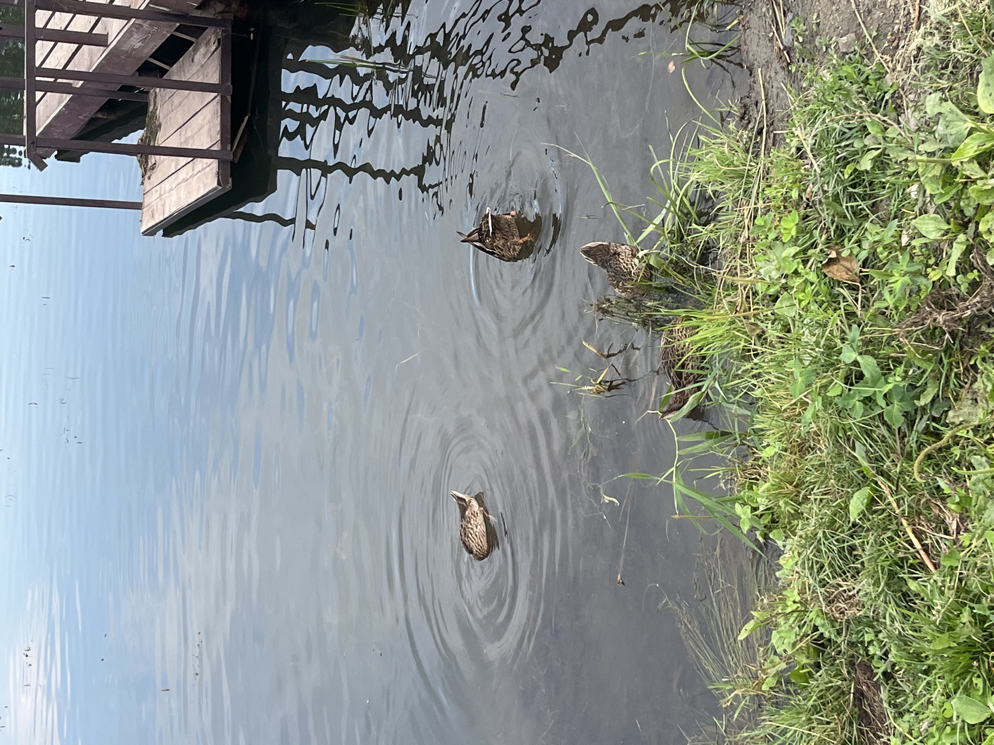 In Oktyabrsky, Russia, a body of calm water, likely a pond or lake, is bordered by lush green grass and vegetation. A wooden dock with railings extends into the water from the right side of the frame, its reflection shimmering on the surface. Several mallard ducks are present in the water; one is partially submerged with its tail feathers visible, while another dips its head underwater. Two more ducks are closer to the grassy bank, with one appearing to be partially hidden by the reeds. The water's surface exhibits gentle ripples, suggesting slight movement or disturbance. The scene captures a natural moment of wildlife interacting with the aquatic environment near a man-made structure.