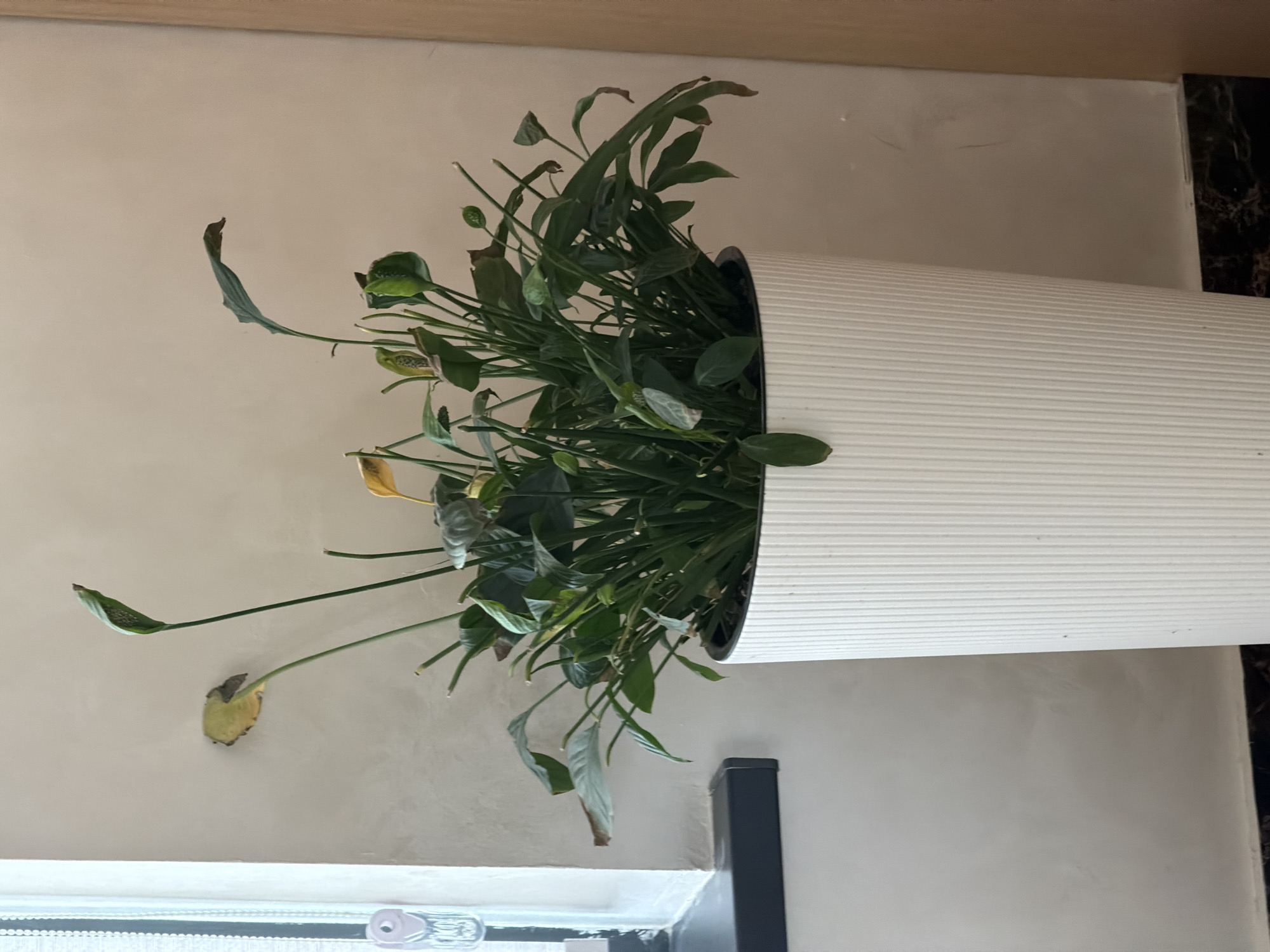 The image shows a potted peace lily plant in a white ribbed planter. The plant has several green leaves, some of which appear to be yellowing or browning at the edges. There are also a few white flowers or spathes emerging from the foliage. The planter is placed indoors, near a window with a white frame and a dark ledge. The wall behind the plant is a light neutral color. The floor beneath the planter appears to be dark and possibly marble-patterned. The scene is clean and orderly, with no people present. The lighting suggests an indoor environment during the daytime.
There is no information in the image to indicate the location in Tashkent, Uzbekistan.