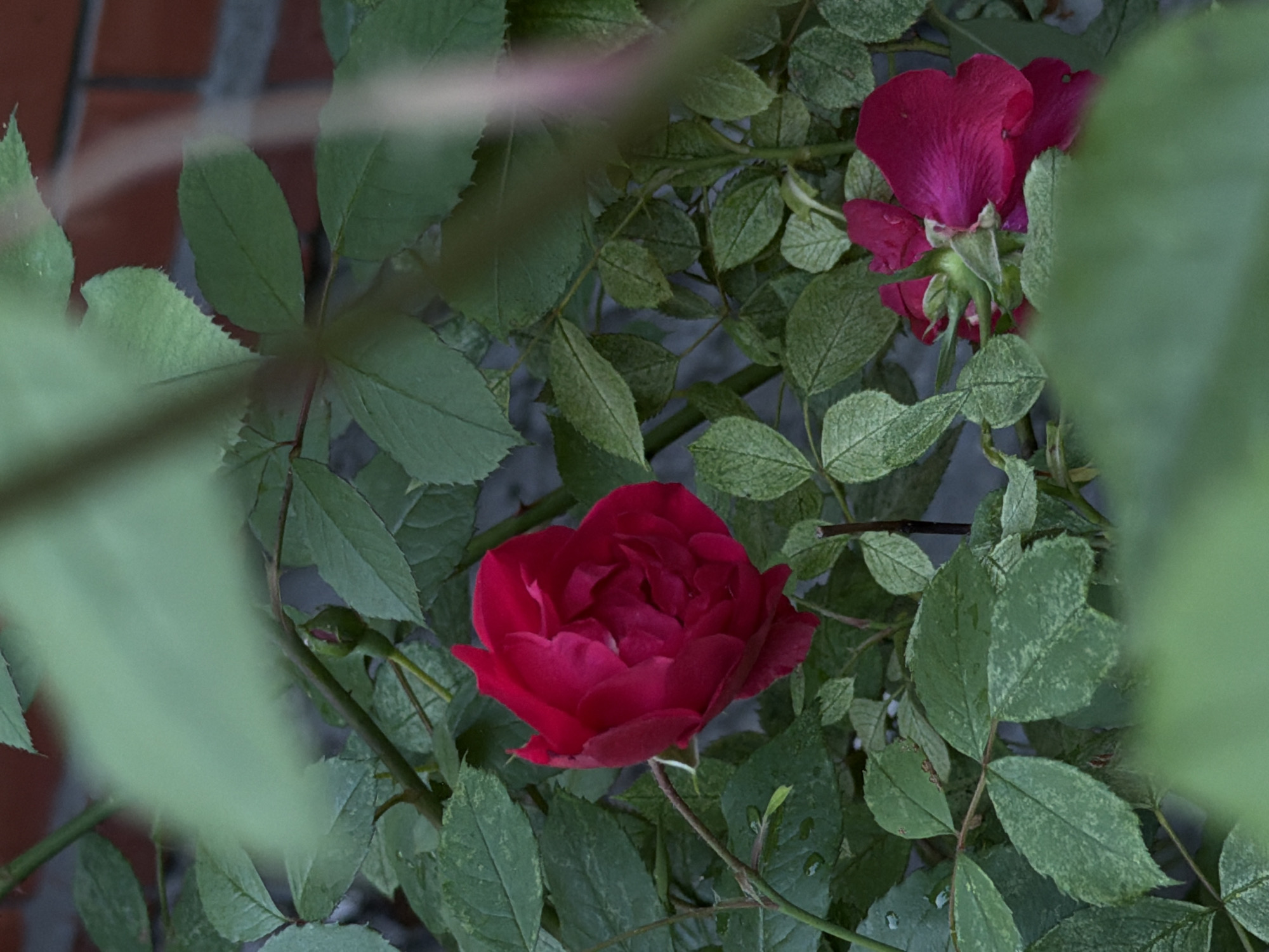 The image shows a close-up view of a rose bush with two red roses and several green leaves. One rose is in full bloom, positioned slightly to the left of the center, and its petals are a deep crimson color. The second rose, located in the lower right corner, is also red but appears to be partially obscured by leaves and is facing away from the viewer, revealing its green sepals. The leaves of the rose bush are various shades of green, with some exhibiting lighter, variegated patterns. The background is a blurred mix of green foliage and a brick wall, suggesting an outdoor setting. There are no people or visible human activity in the image. The scene is consistent with a garden or natural environment.