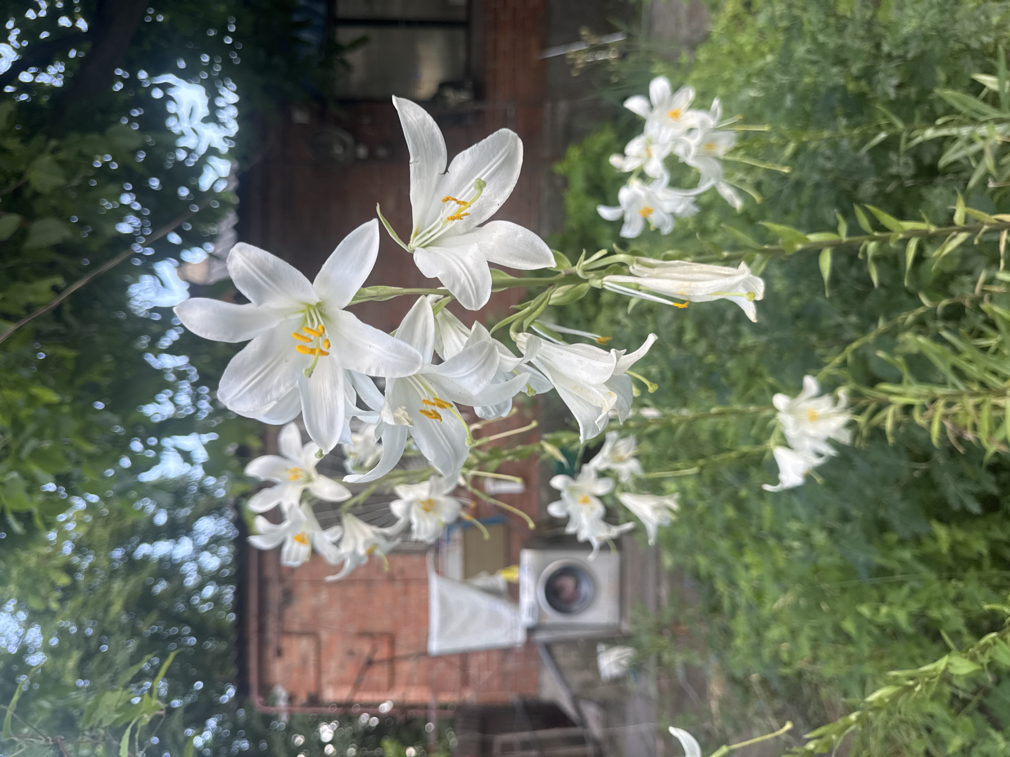 A close-up shot focuses on a cluster of white lilies in bloom, their petals speckled with delicate yellow stamens. The lilies are the primary subject, occupying the foreground and mid-ground. In the blurred background, a brick building with a tiled roof is visible, suggesting an urban or semi-urban environment. To the left of the building, a white washing machine stands outdoors. The scene appears to be a residential backyard. The image was taken in Shakhty, Russia, as confirmed by the metadata. The lighting suggests daytime, with the sun filtering through overhead foliage, creating dappled light effects.