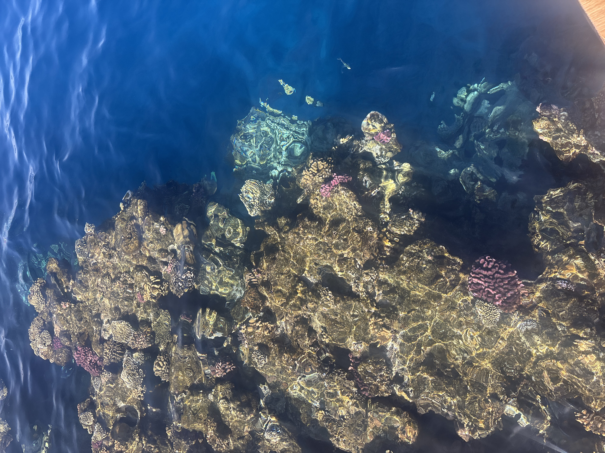 The image shows a view of clear blue water revealing a coral reef below the surface. The reef is populated with various types of coral, some appearing gold and brown, while others are pink. The water is clear enough to see the coral formations and textures. Small fish are also visible in the water. The location appears to be a coastal area with healthy marine life. The exact city and region are unknown based on the image alone.