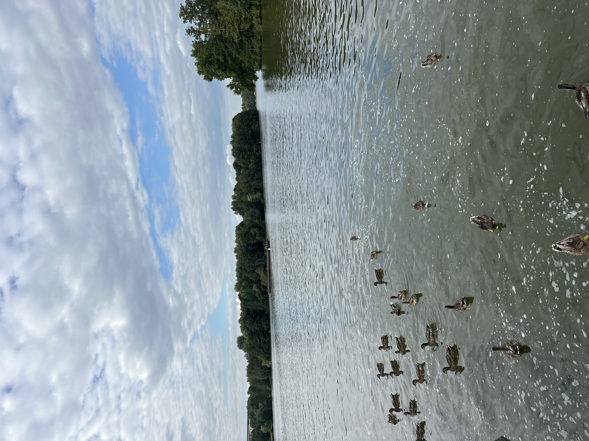 This is a photograph of a body of water, likely a lake or a wide river, with a flock of ducks swimming on its surface. The water is calm, with some ripples and small white frothy patches visible. The sky above is partly cloudy, with a mix of grey and white clouds interspersed with patches of blue sky.
In the distance, the shore is lined with dense green trees, forming a natural border. A few structures are faintly visible behind the trees on the left side of the image, suggesting the presence of a developed area beyond the natural landscape. A small, dark platform or pier extends into the water from the far shore.
The ducks, which appear to be mallards, are scattered across the water. Some are swimming individually, while others are grouped together. Their reflections are subtly visible on the water's surface. No people are visible in the frame.
While the image captures a serene natural scene, it is not possible to definitively identify it as being located in the city of Minsk, Belarus, based solely on the visual information provided.