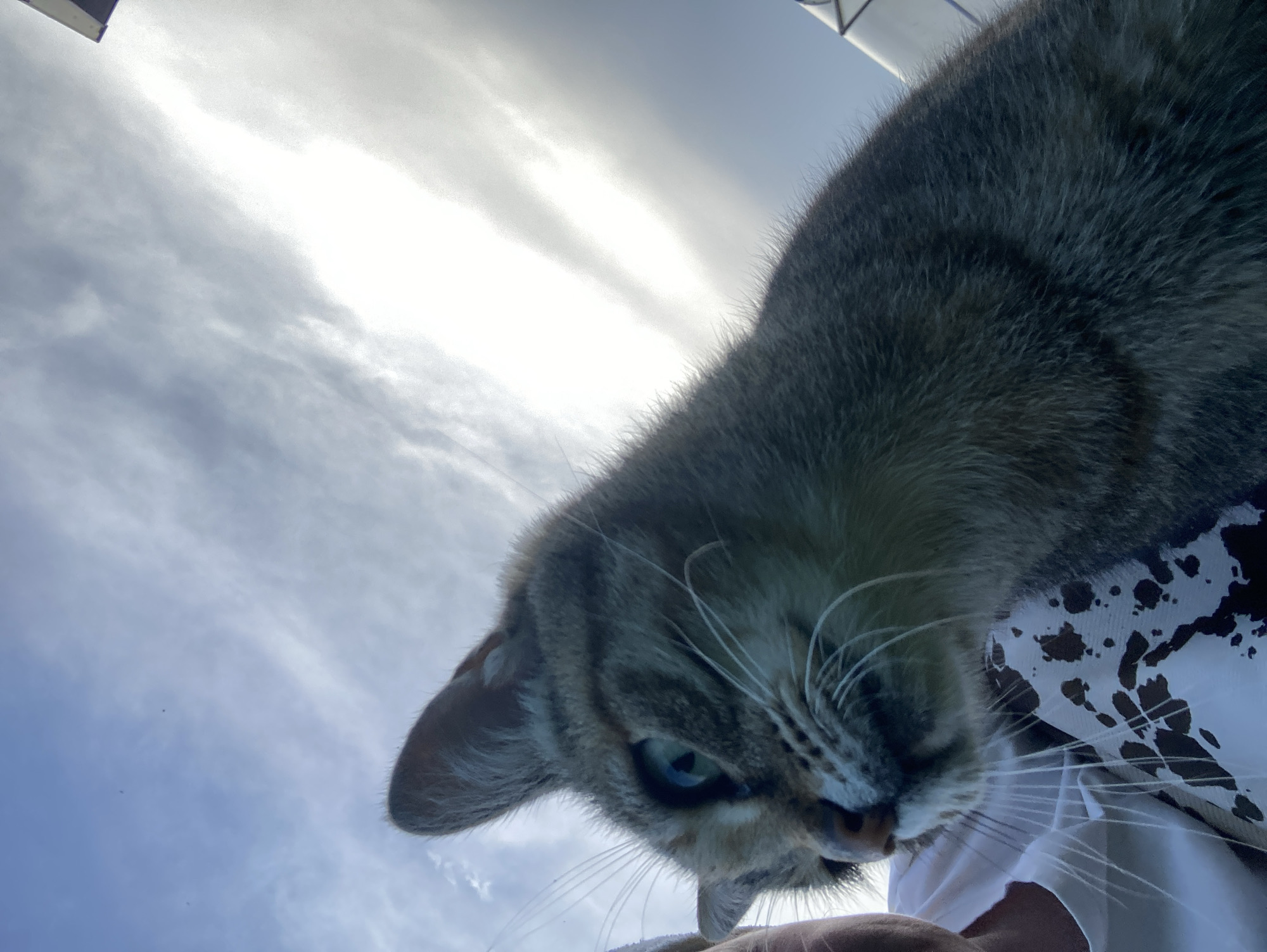 A close-up, low-angle shot shows a tabby cat with green eyes looking to the left, positioned in front of a person wearing a white t-shirt with a black splatter pattern. The cat's face and part of its body are in focus, while the background consists of a bright, cloudy sky. The image was captured outdoors, likely during the day, with the sun's glare visible in the sky. The setting appears to be rural, given the lack of urban infrastructure and the open sky. There is no information indicating this location is in Большой Букор, Russia.
