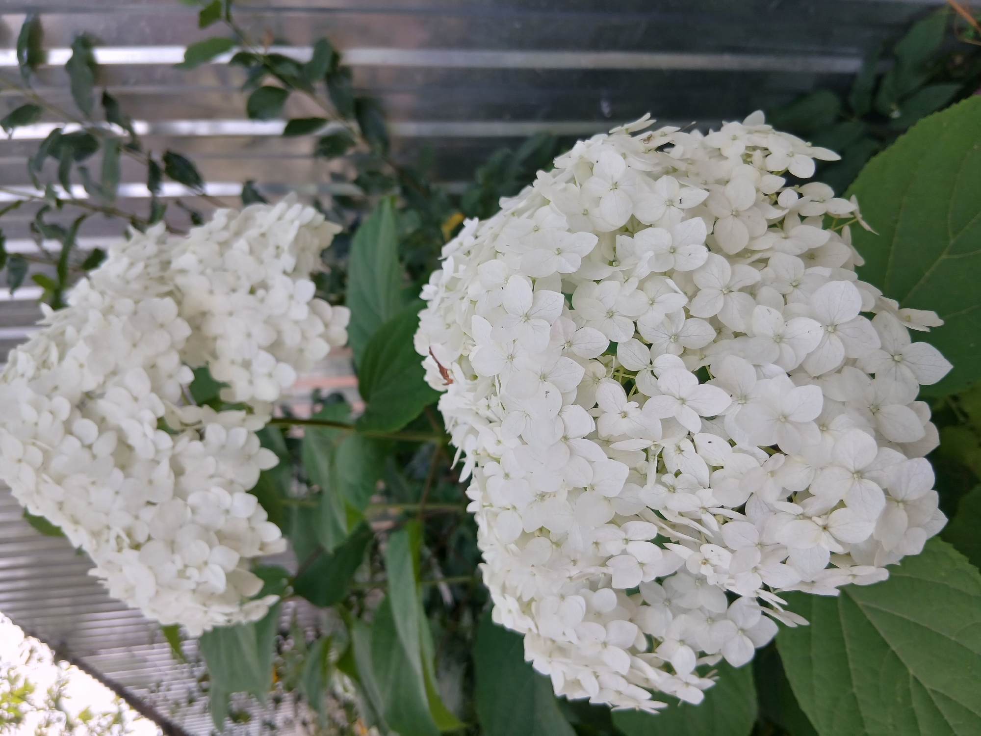 This is a close-up, eye-level photograph of two white hydrangea blooms. The foreground features a large, dense cluster of white hydrangea flowers, with some green leaves visible beneath it. To the upper right, another, slightly out-of-focus hydrangea bloom is visible. The background consists of a corrugated metal fence and some out-of-focus green foliage. The lighting suggests it is daytime, with soft natural light. The image appears to have been taken outdoors, likely in a garden or park setting. There are no people or animals in the image. The location is identified as Chaikovsky, Russia.