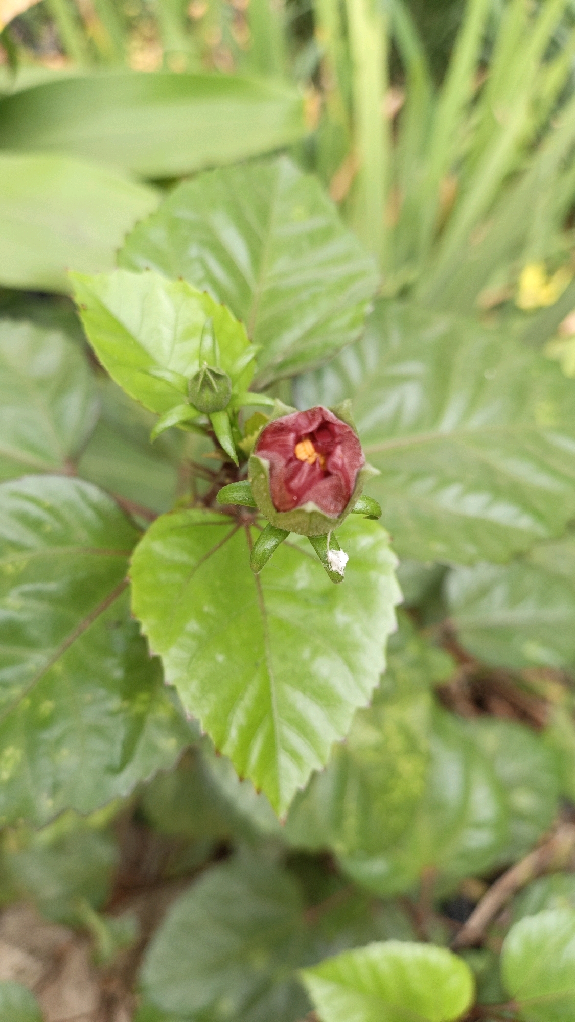 The image captures a close-up view of a reddish-pink hibiscus flower bud, partially unfurled, with a hint of yellow at its center. The bud is surrounded by lush green leaves, some of which have serrated edges. A smaller, unopened bud is visible above the main bud. The background consists of more greenery, suggesting an outdoor environment. The scene is located in the city of Cikal, Indonesia, amidst the natural foliage. The image is a still shot with no discernible action or interaction.