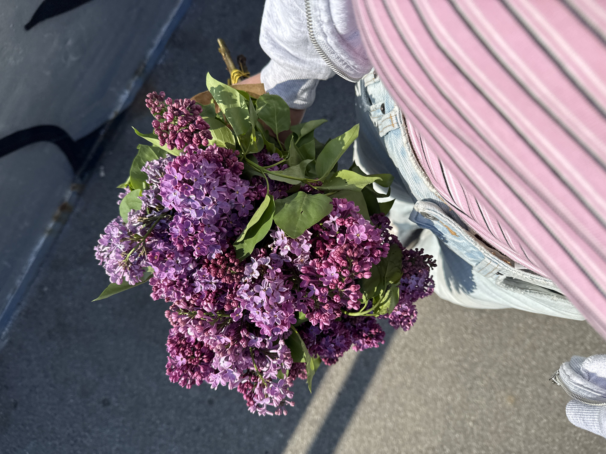 The image presents a top-down view of a person holding a voluminous bouquet of vibrant purple lilac flowers. The blossoms exhibit various shades of lavender and deeper violet, interspersed with fresh green leaves. The person's hands are visible, securing the flower stems, and they are dressed in a light pink striped top, light blue denim overalls, and a light grey hooded zipper jacket.
The setting is outdoors on a bright, sunny day, evident from the clear light and distinct shadows cast by the flowers onto the grey asphalt or concrete ground. A dark grey wall or barrier with subtle black graffiti is partially visible in the upper left background, indicating an urban or suburban environment. The scene depicts a casual moment, possibly during a walk, within the Vozdovac Urban Municipality, Serbia. No text is visible in the image.