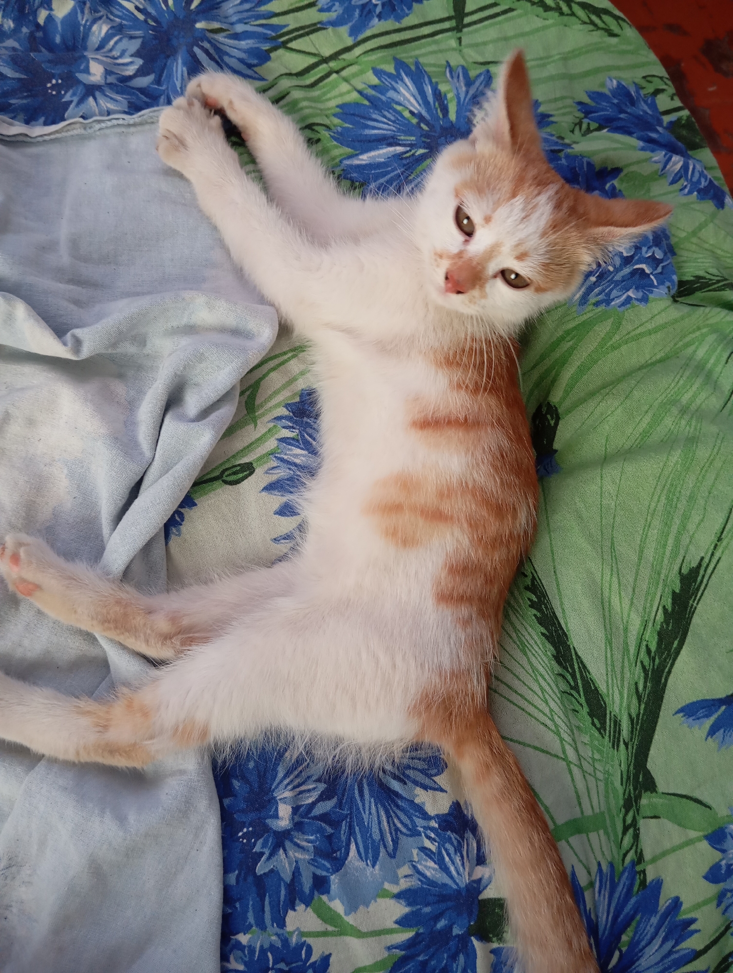 The image shows a ginger and white kitten lying on its back on a bed with floral patterned sheets. The kitten is stretching its front legs upwards. One front paw is closer to the viewer and is clearly visible, showing pink toe pads. The kitten has orange tabby markings on its head and back, with a white chest and belly. The sheets have a pattern of blue flowers and green leaves. The background is blurred, but appears to be a floor or rug. The scene appears to be indoors, possibly in a bedroom. There are no people visible in the image. The image is taken from a slightly elevated angle looking down at the kitten. The location of Novodesyatnikovo, Russia is not discernible from the visual information present in the image.