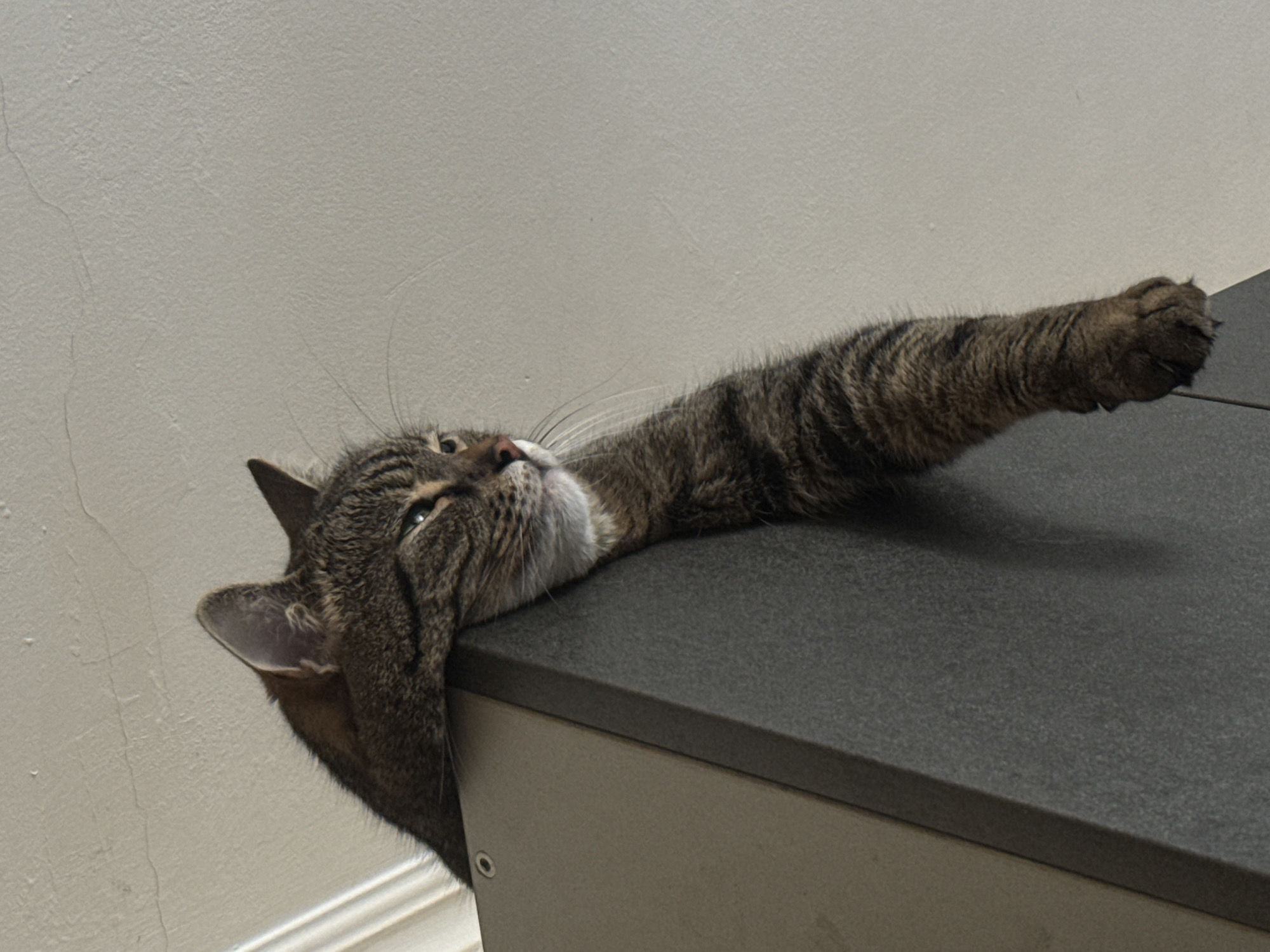 A tabby cat is perched on the edge of a flat surface, its body mostly out of frame. The cat's head is turned to the right, with its eyes looking downward. Its front left paw dangles over the edge, extended downwards. The cat is a dark brown and black tabby with striped markings. The surface it is sitting on appears to be dark gray with a textured finish. The background is a plain, light-colored wall with some minor cracks. There is no indication of the city of Simferopol, Ukraine, or any other specific location within the image.