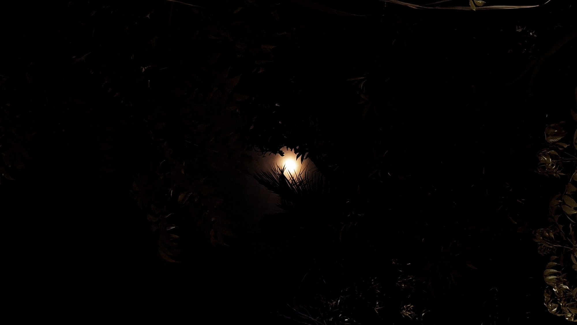 This image depicts a nighttime scene with a bright, full moon partially obscured by dark foliage. The moon is positioned in the upper center of the frame, emitting a strong, warm glow. Leaves and branches of various trees and plants are silhouetted against the moonlight, creating a dense, shadowy foreground and midground. The lower portion of the image shows more leaves, illuminated by what appears to be ambient light, possibly from the moon or a distant artificial source, giving them a muted, brownish-yellow hue. The overall impression is one of a serene, natural environment at night, with the moon as the dominant light source. The location is specified as Kutaglumpang, Indonesia.