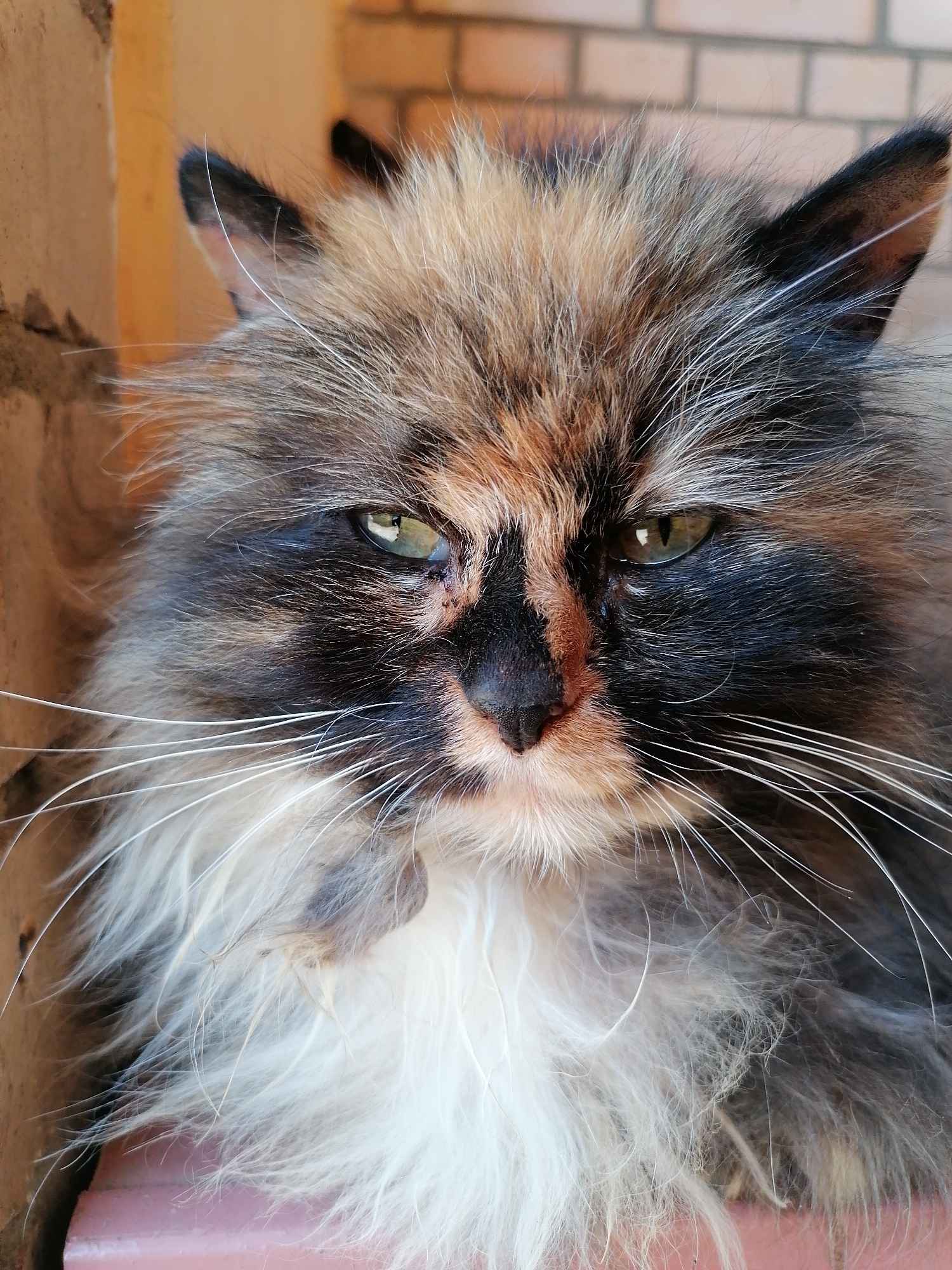 A close-up shot captures a long-haired cat with a predominantly brown, black, and white coat. The cat's face is centered, featuring green-yellow eyes, a black nose, and long white whiskers. The fur around its neck is white and fluffy. The background includes textured walls: one is a light brown, possibly concrete or brick, while the other is a brick wall with a reddish-brown hue. The photo is taken in the city of Unknown, Unknown.