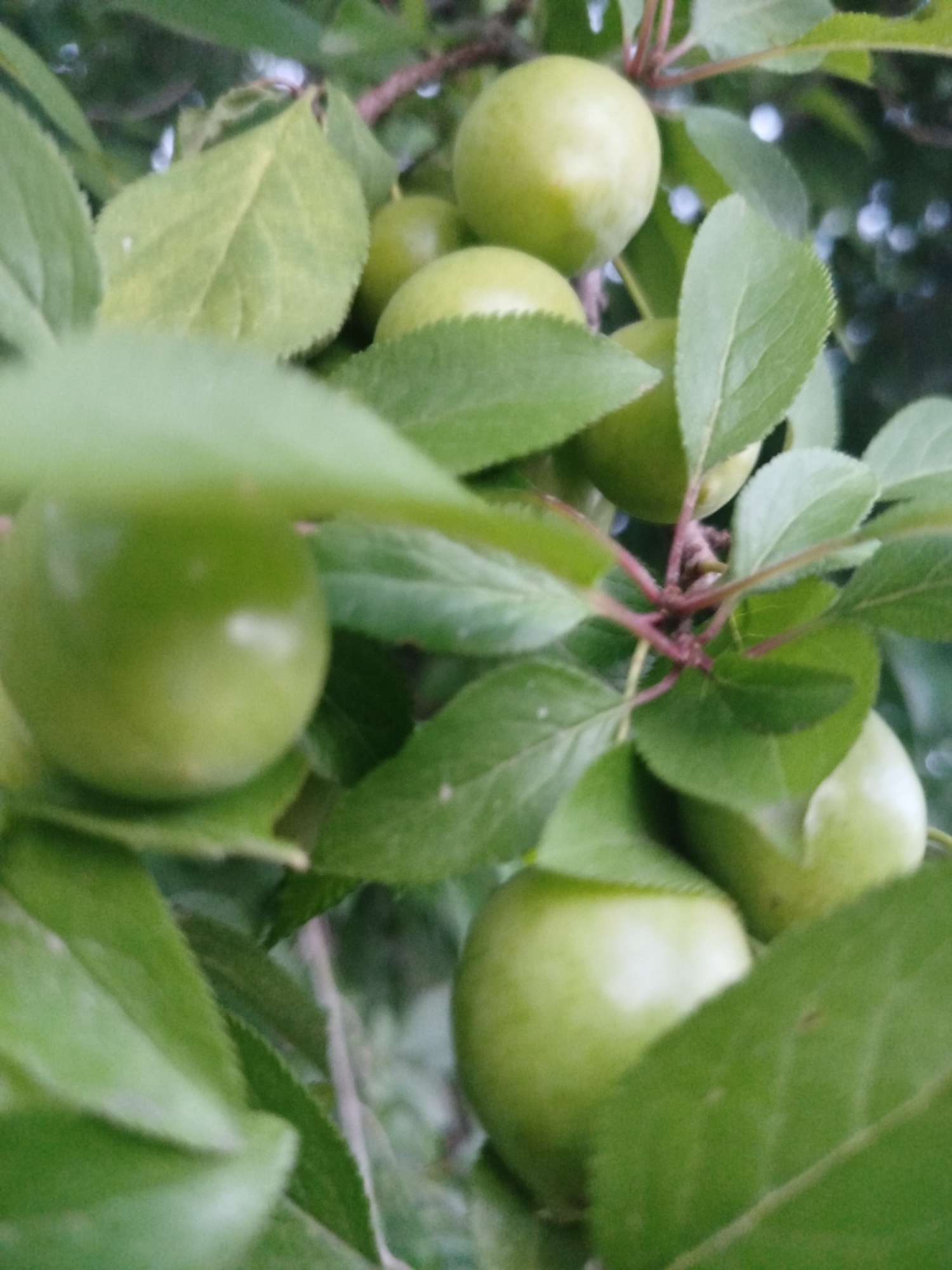 A close-up, shallow depth-of-field photograph shows several unripe green plums on a tree branch. The plums are round and have a smooth surface, with some reflecting a bright highlight. They are surrounded by lush green leaves, some of which are in sharp focus while others are blurred. The branch itself is visible with its reddish-brown stems. The background is out of focus and appears to be a natural setting with greenery and possibly dappled light. There are no people or man-made objects visible in the frame. The scene depicts a detail of nature, focusing on the growth of fruit.
