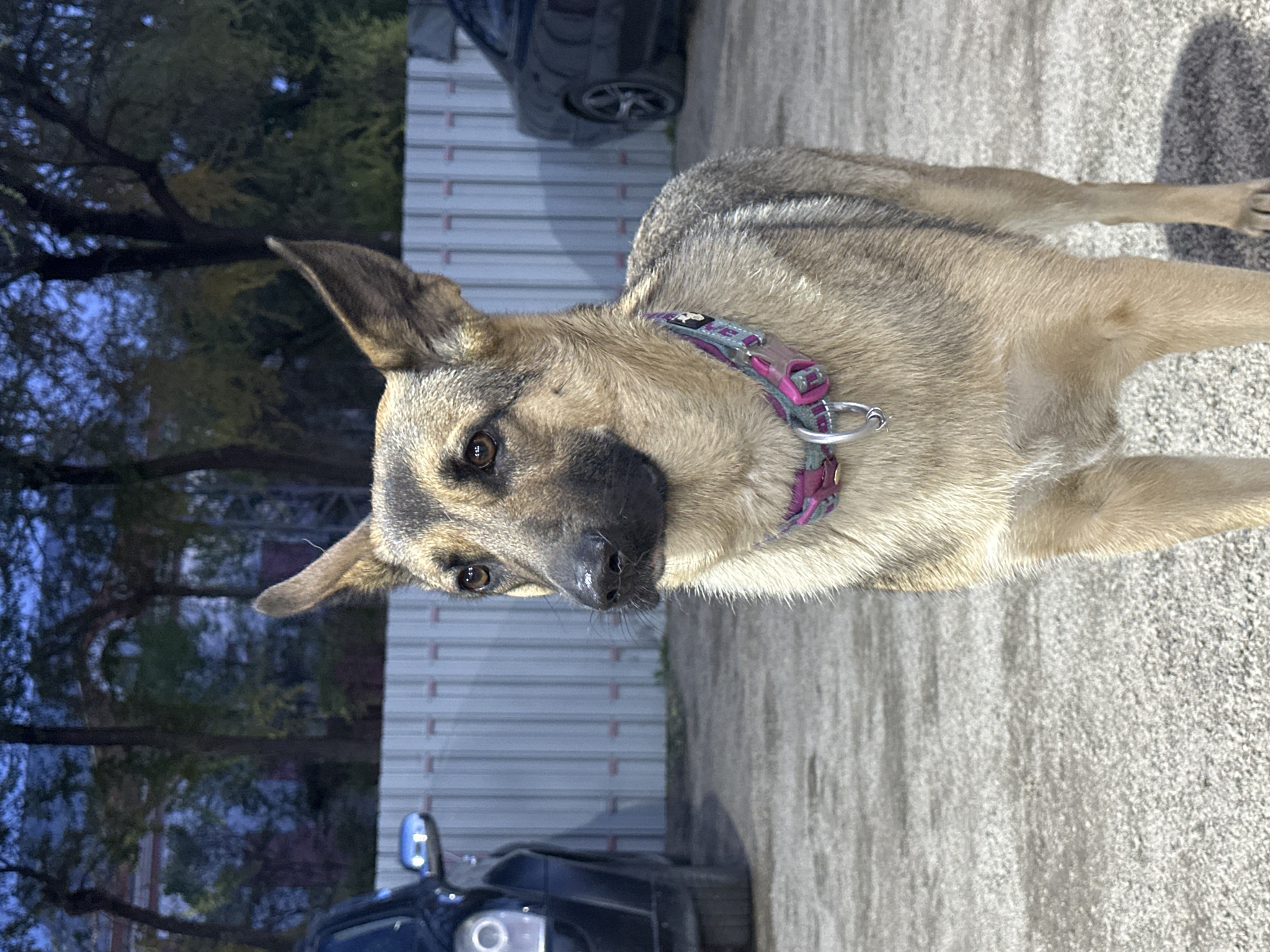A medium-sized dog with short, tan and gray fur, wearing a pink and gray collar, stands on a gray concrete surface. The dog faces the camera with its head tilted slightly to the left. Behind the dog is a light gray corrugated metal wall. Trees with bare branches are visible to the left of the wall. Two vehicles, partially visible, are present: a black car to the lower left and another dark-colored car partially visible at the top. The lighting suggests it is either dusk or dawn. The location of the image is undetermined, but it cannot be determined that the location is in the city of Blagoveshchensk, Russia.