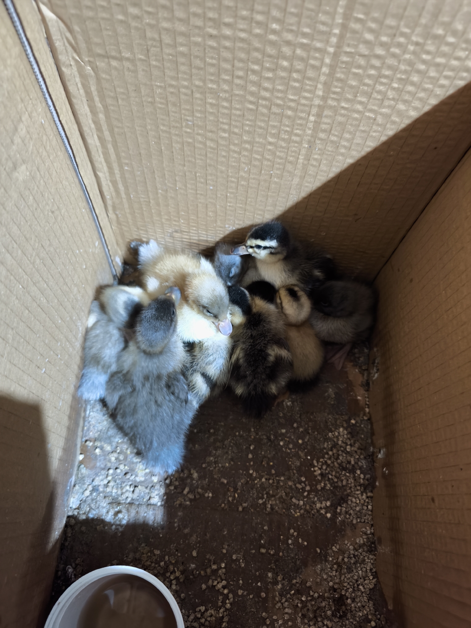 A cluster of ducklings occupies a cardboard box. The box's interior contains a layer of dark, soiled bedding mixed with small pebbles or granules. A white container with a brown liquid is partially visible in the lower-left corner. The box is located indoors. There is no evidence to suggest it is in Avren, Bulgaria.