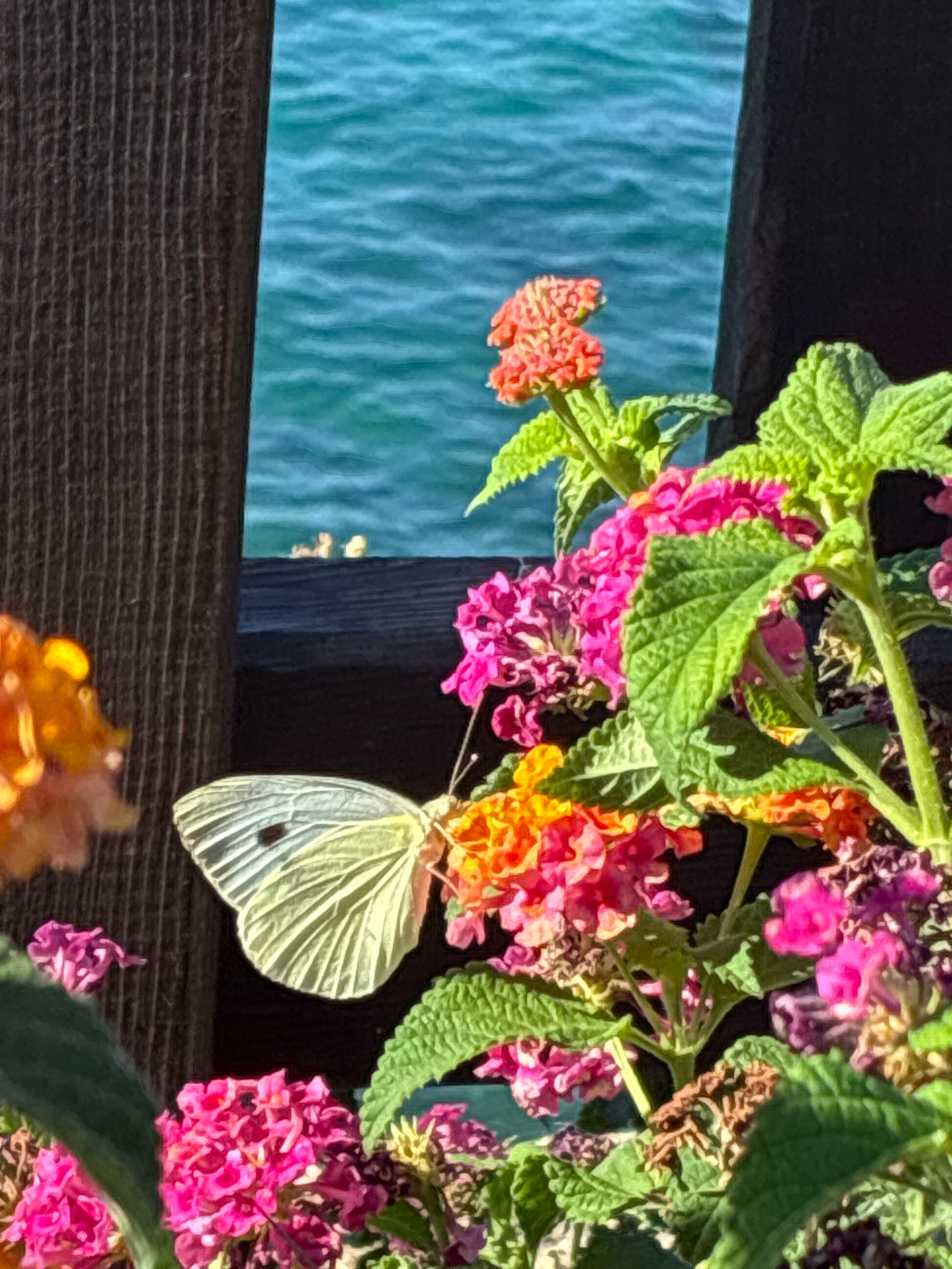 A close-up shot captures a pale yellow butterfly with a dark spot on its left wing, resting on a cluster of vibrant pink and orange flowers. The butterfly is positioned in the center of the frame, with its wings partially spread, showcasing their delicate, veined texture. Behind the flowers and the butterfly, a dark wooden fence is visible on the left and right sides of the image. Beyond the fence, a body of bright blue water stretches across the background, reflecting the sunlight and creating a serene, almost abstract backdrop. In the distance on the water, faint shapes suggest boats or distant landmasses. The overall scene is one of natural beauty and tranquility, with the butterfly and flowers serving as the focal points against the expansive, calming water. The image appears to be taken outdoors, possibly in a garden or park setting overlooking a body of water, consistent with many scenic locations in Alanya, Turkey.
