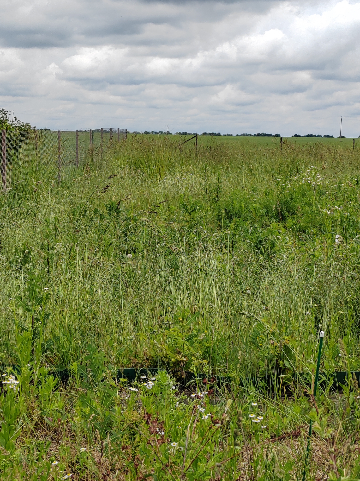 An outdoor, full shot captures a tall, overgrown field under a cloudy sky. The field is dense with various green grasses and wildflowers. A wire fence runs horizontally across the mid-ground, partially obscured by the vegetation. In the distance, a treeline marks the horizon. The scene appears to be in a rural area, possibly on the outskirts of Воўчынскі сельскі Савет, Belarus, given the typical agricultural landscape. There are no people visible in the image.