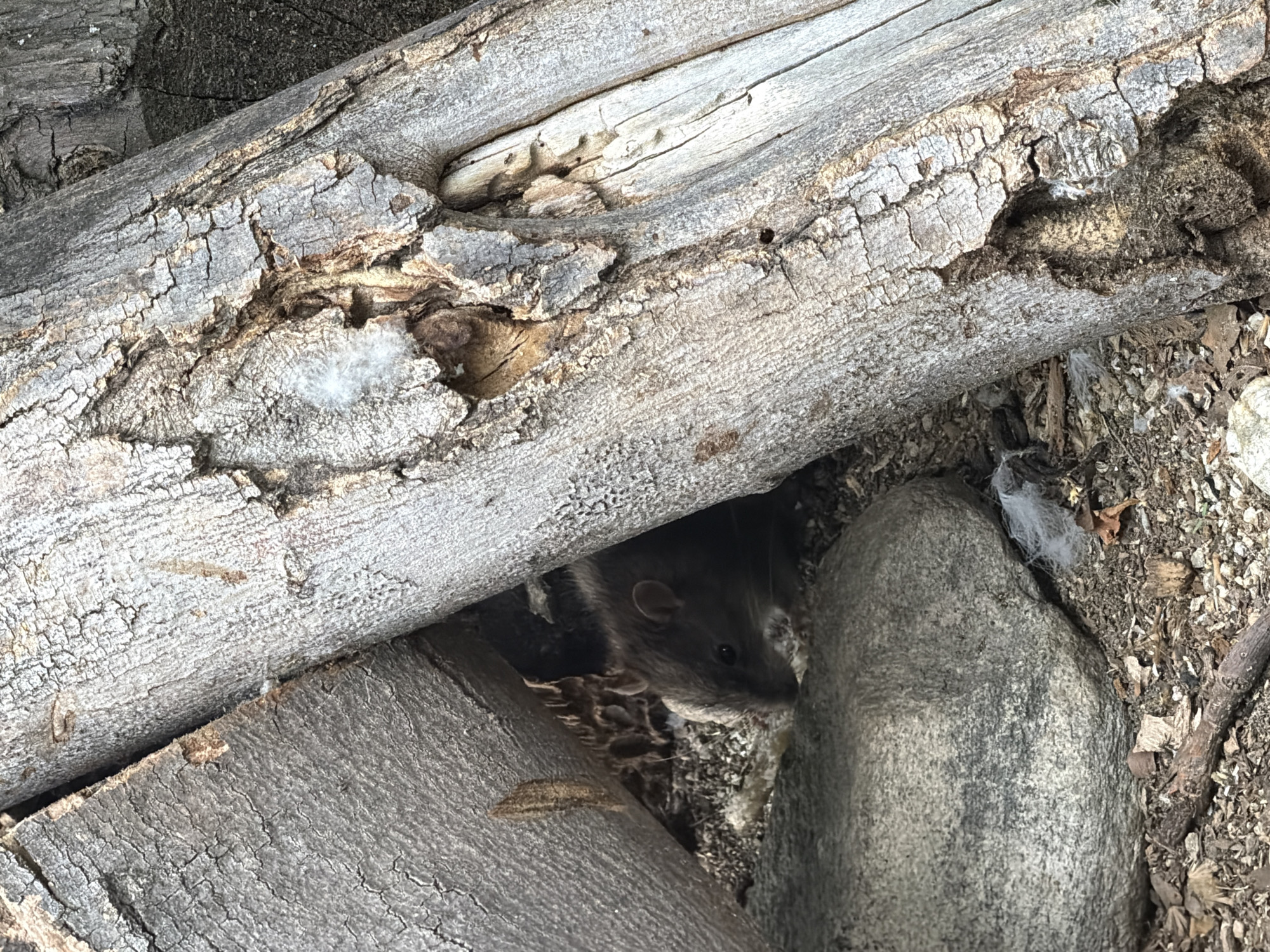 In Pazardzhik, Bulgaria, a brown rat is observed nestled among fallen logs and rocks. The rat is positioned in the shadowy crevice formed by the logs, with its head lowered as if foraging. Surrounding the rodent are fragments of wood, small stones, and some wisps of white material, possibly fur or down. The environment appears to be outdoors, likely a natural or semi-natural setting within the city, characterized by rough-hewn wood and earthy debris. The lighting is dim, suggesting the scene is captured in an area with limited direct sunlight.