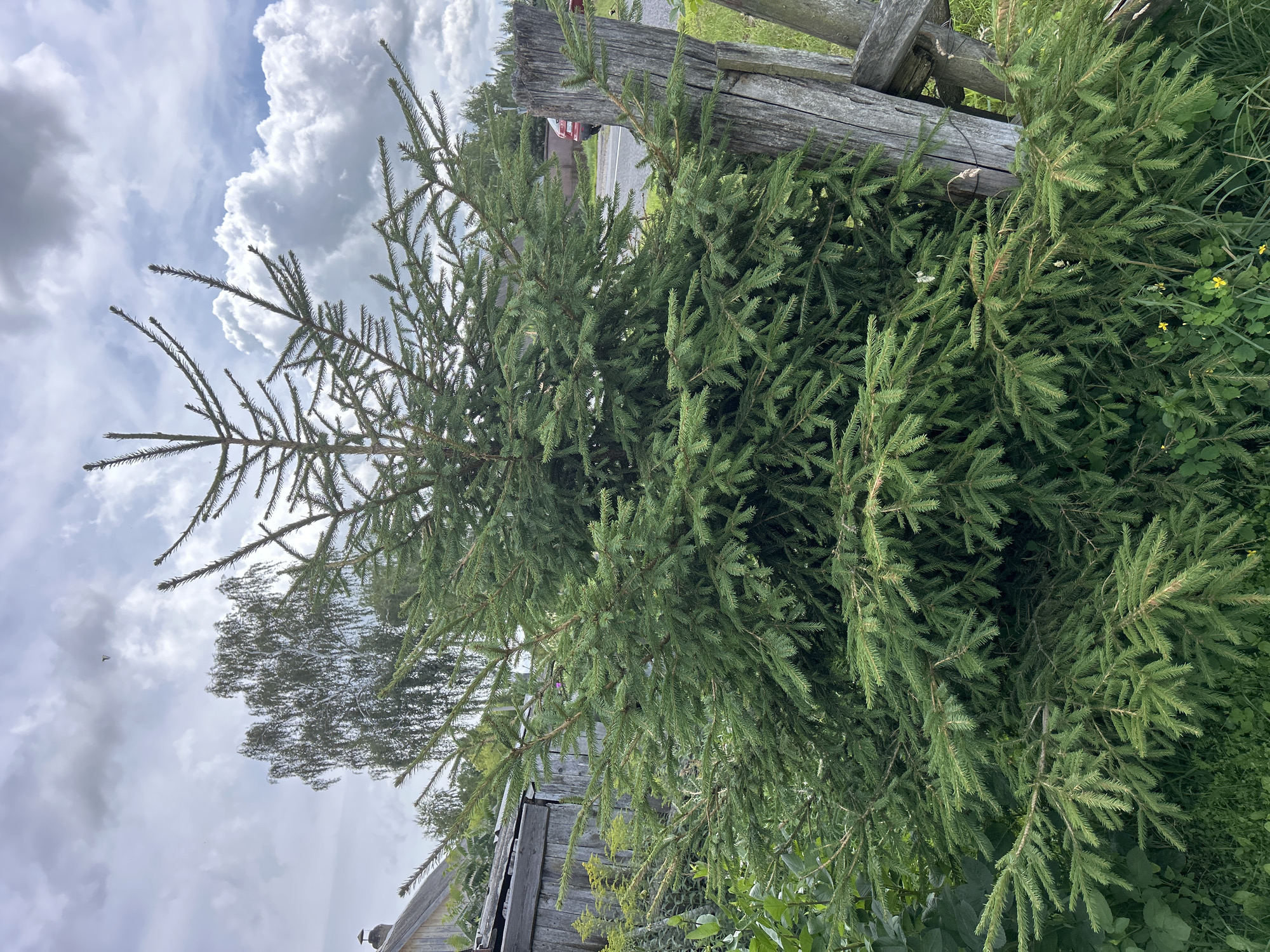 An outdoor medium shot captures a dense, green spruce tree in the foreground. The tree's branches, laden with needles, extend outwards and downwards, creating a full silhouette against a cloudy sky. Behind the spruce, a weathered wooden fence with vertical posts and horizontal planks runs diagonally from the right edge of the frame towards the left. To the left of the fence and behind the spruce, a rustic wooden building with a visible chimney and grey siding is partially obscured by the tree's foliage. In the background, several trees, including a birch tree with its characteristic white bark, are visible under a sky filled with dynamic white and grey clouds. The ground around the spruce is covered in green grass and some smaller yellow wildflowers. The overall scene suggests a rural or semi-rural setting. The location is specified as Холстаўскі сельскі Савет, Belarus.
