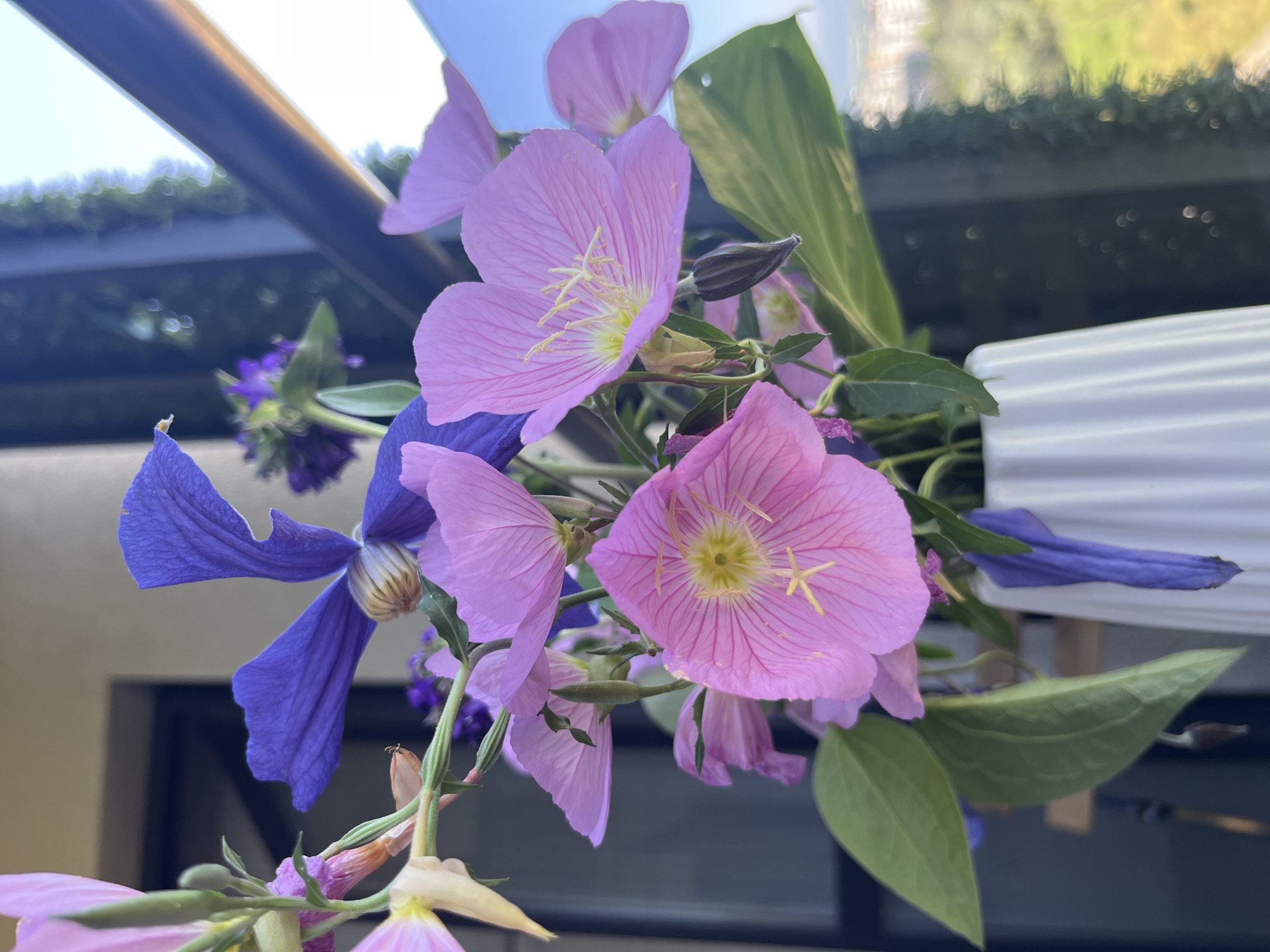 A close-up, eye-level shot showcases a white ceramic vase filled with a vibrant bouquet of pink and purple flowers, set against a blurred background of an urban landscape. The flowers are the focal point, with delicate pink petals of various sizes, some unfurling and others still in bud, revealing yellow stamens. Interspersed among the pink blooms are striking deep purple flowers with broad, elegantly shaped petals. Green leaves and stems add to the natural beauty of the arrangement. The vase, with its ribbed texture, is positioned in the foreground. Through the out-of-focus background, glimpses of buildings and greenery suggest an outdoor setting, possibly a balcony or patio overlooking a city, with a hint of the bright sky above. The lighting is soft, highlighting the textures and colors of the flowers. No people or animals are visible in the frame. The scene evokes a sense of tranquility and natural beauty. The specific location in Varna, Bulgaria, cannot be determined from the visual information provided.