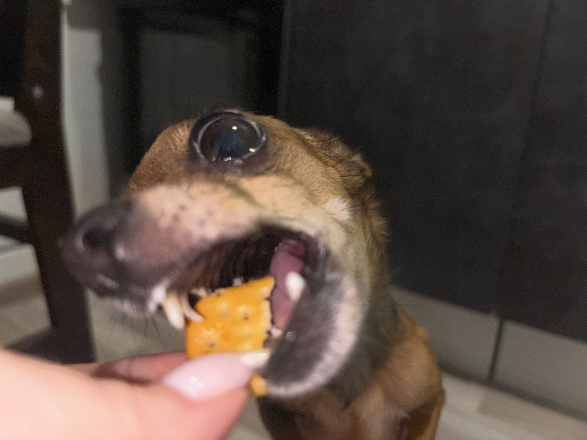 A close-up, eye-level shot shows a small brown dog with its mouth open, about to eat a square cheese cracker held by a person's hand. The dog's eyes are large and dark, and its teeth are visible. The background is dark and out of focus. The scene appears to be indoors. There is no indication of the location in Chaikovsky, Russia.