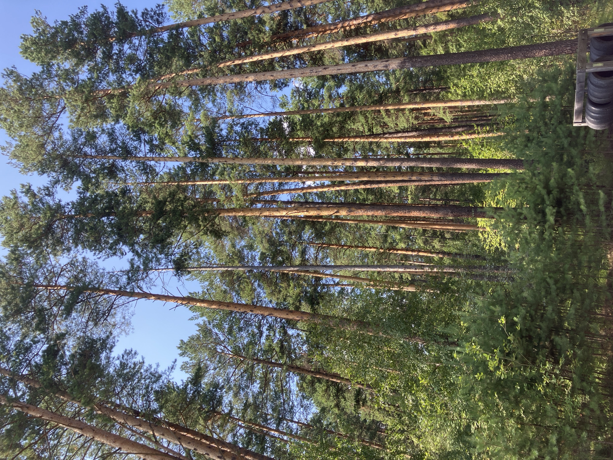 A low-angle shot captures a dense pine forest on a clear, sunny day. Tall, slender pine trees with reddish-brown bark dominate the frame, their branches reaching towards a bright blue sky. Sunlight filters through the needles, casting dappled shadows on the forest floor. In the foreground, smaller trees and dense undergrowth create a thick layer of green foliage. Towards the bottom right, a wooden rack holds a stack of black tires.