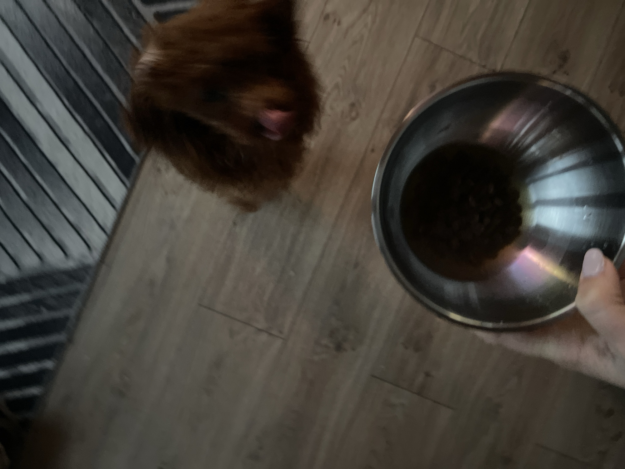 An indoor, overhead shot shows a small, fluffy, brown dog eagerly anticipating food from a metal bowl held by a human hand. The image is taken from a slightly high angle, looking down towards a wooden floor.
The main subjects are the dog and the human's hand. The dog, positioned towards the upper left of the frame, has rich reddish-brown fur and is looking upwards at the bowl, with its pink tongue slightly extended, indicating excitement or readiness to eat. The human's hand, visible on the right side of the frame, holds the rim of a silver metal bowl. The thumb and forefinger are visible, with light pink nail polish on the thumb.
The bowl contains dark, dry pet food, likely kibble, and possibly some liquid, creating reflections on the inner surface. The setting is a home environment, characterized by light brown wooden flooring with visible planks and grains. On the far left, a striped rug or mat, with alternating shades of dark and light gray, is partially visible. The overall lighting appears soft and even, typical of indoor conditions. There is no visible text in the image. The scene captures a common moment of pet feeding, conveying the dog's eagerness for its meal.