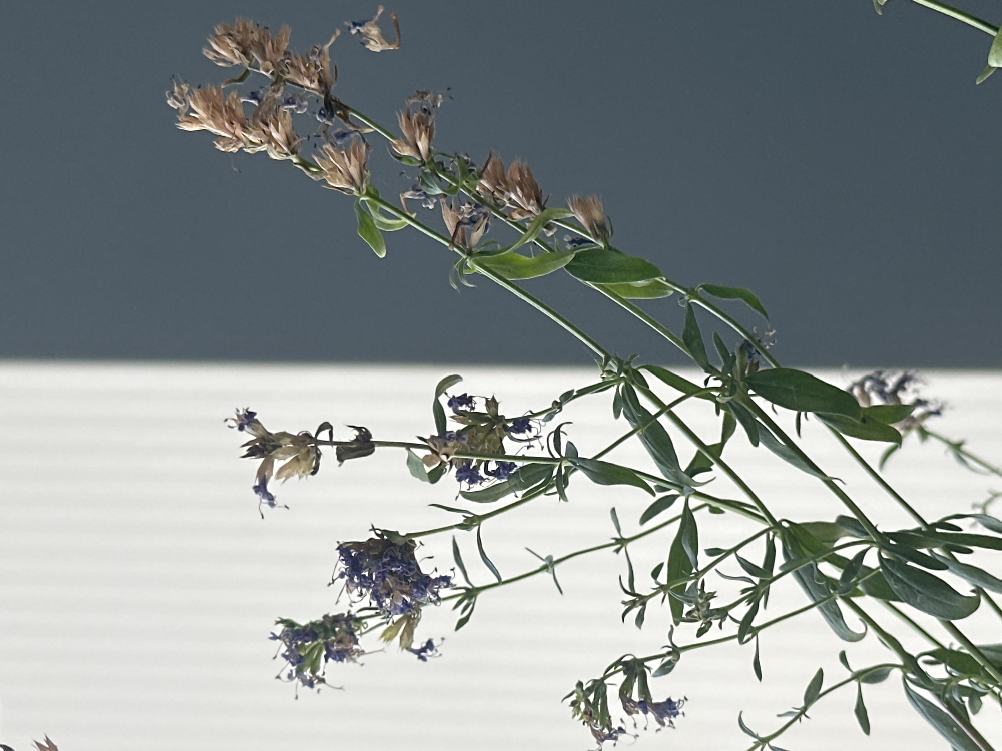This is a close-up, eye-level, vertical shot of dried flower stalks with some green leaves, against a background divided into a white ribbed wall and a dark gray wall. The lighting suggests natural light, possibly from a window. The flowers themselves are delicate and appear withered, with some small, purplish remnants of petals still attached to the dried brown stalks. The green leaves are elongated and slender, with a slightly matte finish. The composition is stark, with the plant elements filling the majority of the frame. There is no indication of any specific location within Nevinnomyssk, Russia, or any activity taking place. The scene is static and focuses solely on the botanical subject and its backdrop.