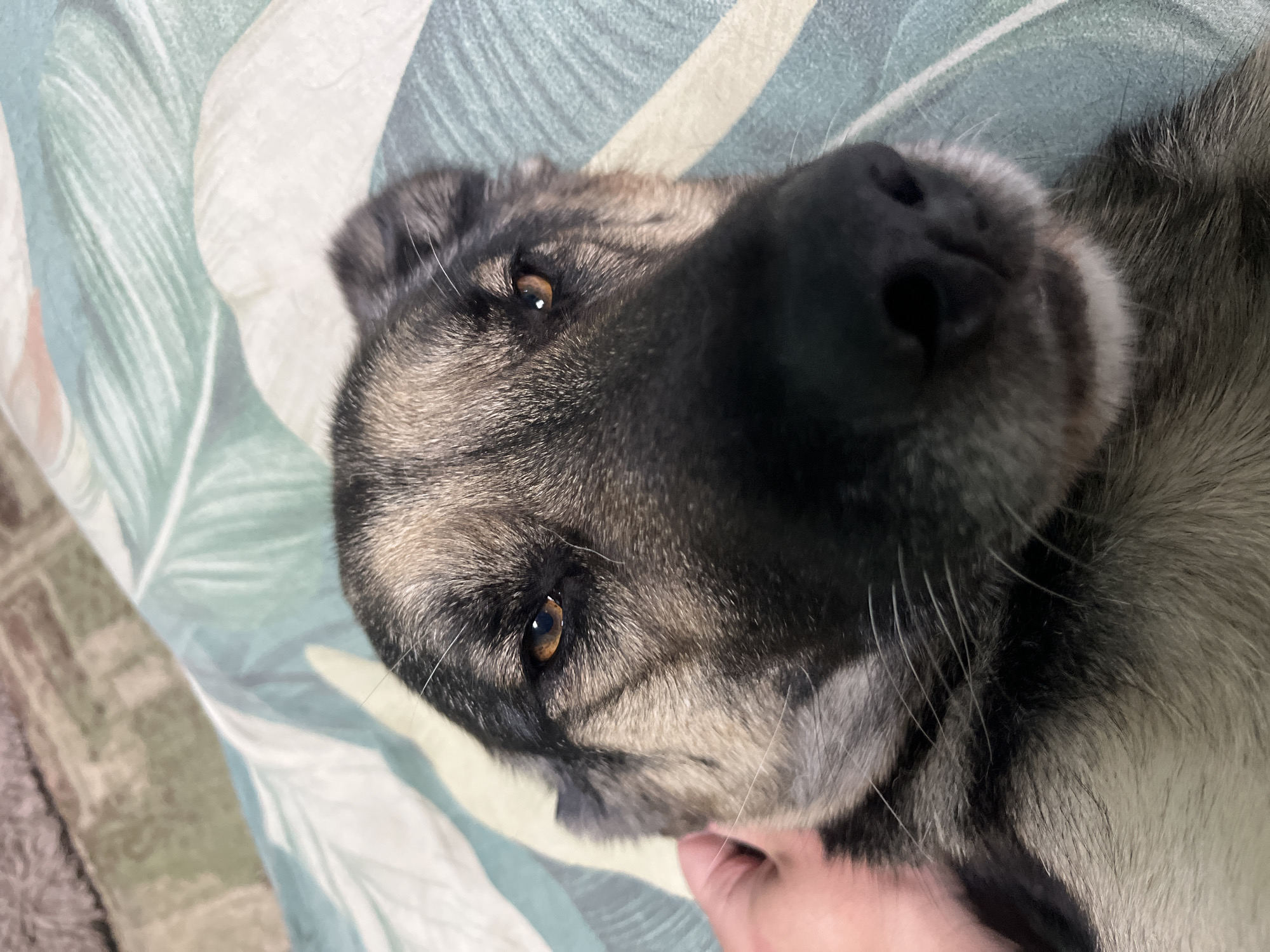 The image shows a close-up of a dog's face, lying on its side on a bed with a patterned duvet cover. The dog has a black nose, brown eyes, and fur that is a mix of black, gray, and tan. A human hand is visible gently touching the dog's chin. The duvet cover has a pattern of stylized green and white leaves. The image appears to be taken indoors during the day, with natural lighting. The dog's expression could be interpreted as content or relaxed. There is no visible text in the image. The location context provided is Nizhny Tagil, Russia.