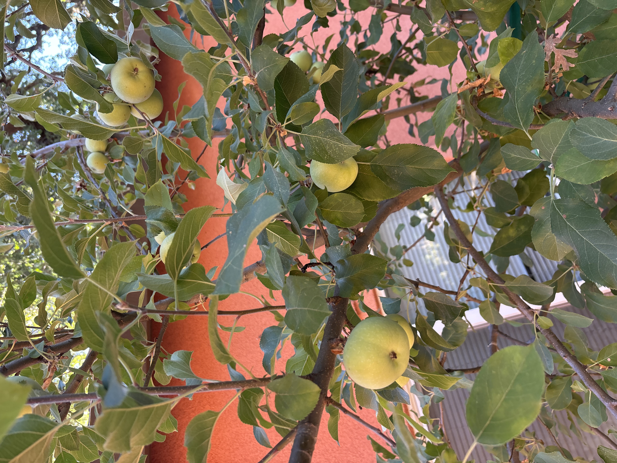 A close-up, low-angle shot captures an apple tree laden with ripening green apples. The branches, dark brown and textured, are adorned with numerous leaves in various shades of green, some appearing slightly dusty. Several clusters of apples, predominantly a pale green hue, are visible throughout the frame, with one particularly prominent apple in the lower left quadrant. The background features a bright, warm orange wall, likely part of a building, and hints of a light-colored structure with horizontal lines, possibly a fence or window blinds, are visible through the foliage in the lower portion of the image. The scene suggests an outdoor setting, likely a backyard or garden, in Fair Oaks, United States, during the growing season.