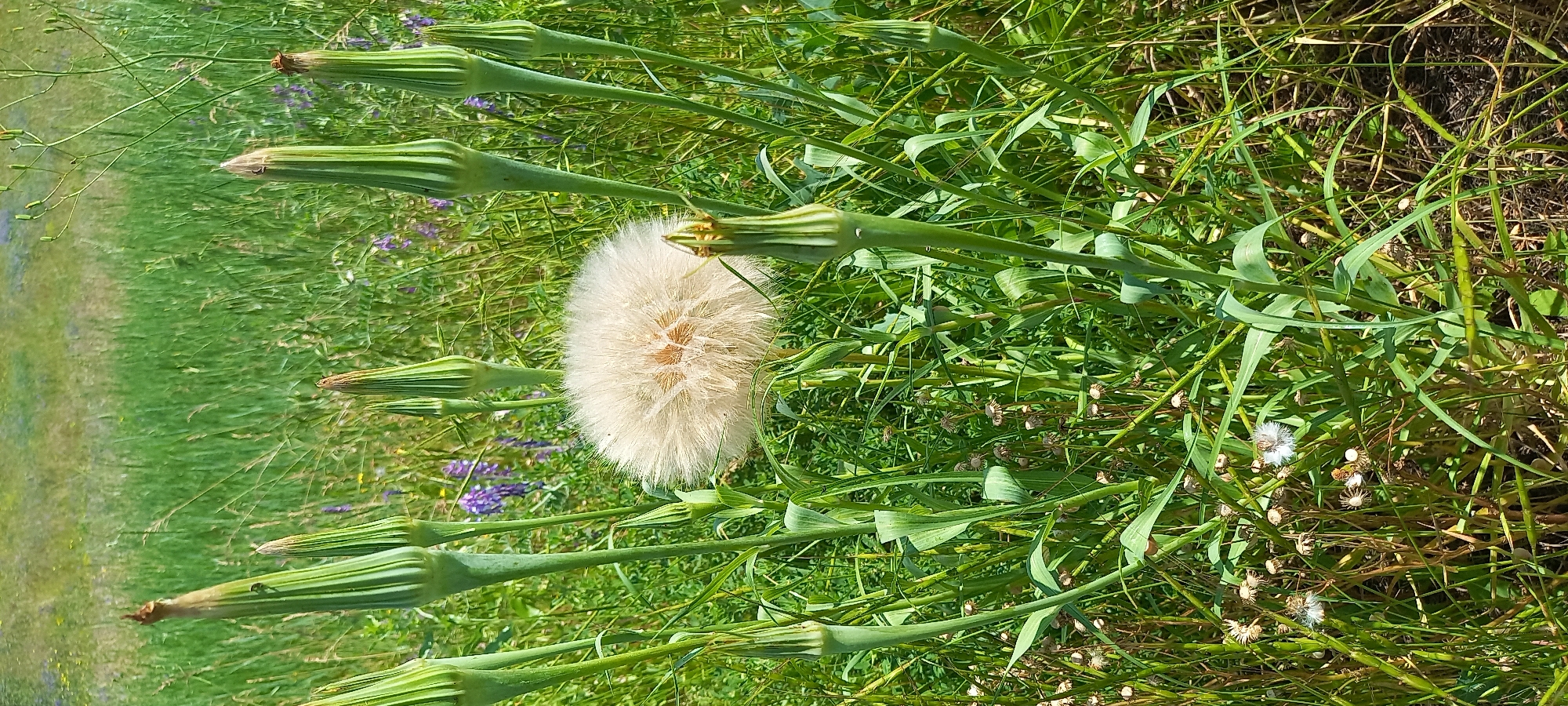 A vertical, close-up shot captures a large, fluffy dandelion seed head at the center, surrounded by several tall, green, unopened flower buds. The dandelion's seeds are white and appear delicate, with some individual seeds slightly separated, suggesting readiness to disperse. The buds are conical in shape, with ribbed green outer layers, and some have hints of brown at their tips, indicating immaturity. The background is a blur of green foliage, suggesting a natural setting like a meadow or field, with subtle hints of purple wildflowers visible in the distance. The lighting indicates it is daytime, with bright sunlight creating subtle shadows. The image appears to be taken in a natural outdoor environment, possibly in Kryvyi Rih, Ukraine, given the context. No people are present.