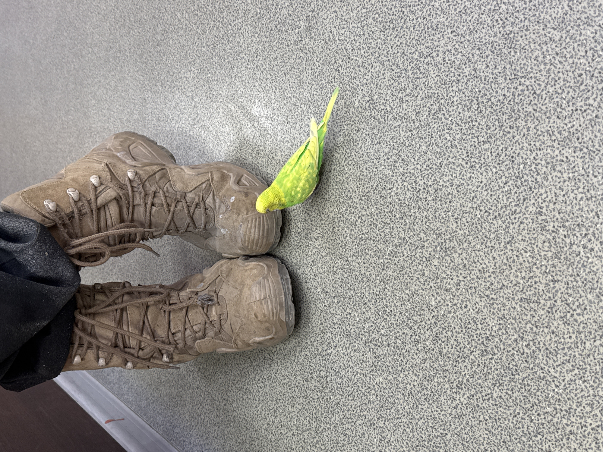 A budgerigar, with bright green and yellow plumage, is perched on a person's tan hiking boot. The bird is positioned upside down, with its wings slightly spread, as if in motion or adjusting its grip. The boot, laced up with brown laces and showing signs of wear, is one of a pair. The person is wearing dark pants which are partially visible. The scene takes place on a speckled, light gray surface, possibly a floor or countertop. The lighting appears to be natural or overhead artificial light, creating soft shadows. The overall impression is a candid, possibly playful, moment captured between a person and their pet. The image is oriented such that the boots are at the bottom left and the budgerigar is in the upper right quadrant of the frame, against a textured gray background. There is no visible text in the image.