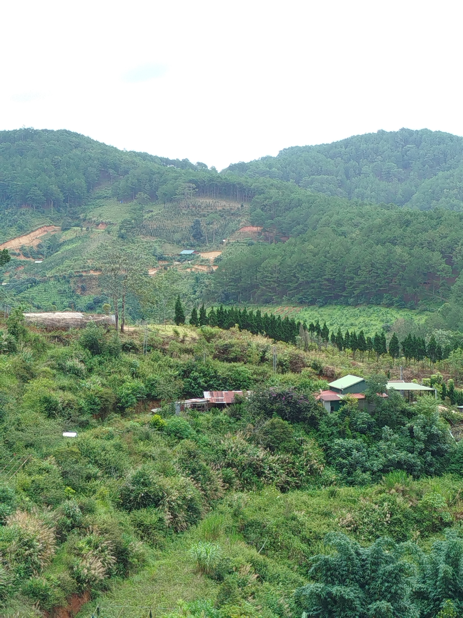 The image depicts a lush, green hillside in Cam Ly - Da Lat, Vietnam. The terrain is characterized by rolling hills covered in dense vegetation, including numerous trees and shrubs. In the mid-ground, several small buildings with red and green roofs are visible, nestled among the foliage. These structures appear to be houses or small farm buildings.
Further up the hill, evidence of agriculture can be seen, with terraced fields and what appear to be greenhouses or covered agricultural areas. The upper portions of the hills are blanketed in dense pine forests, creating a textured, natural backdrop. The sky above is overcast with a light, diffused haze. The overall scene conveys a sense of rural tranquility and agricultural activity within a mountainous landscape.