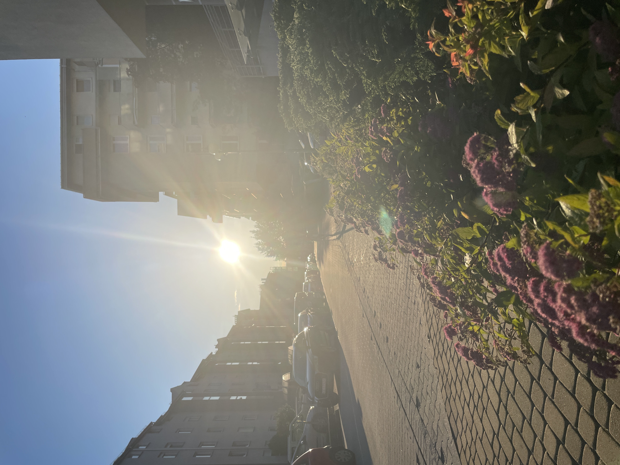 The image captures an outdoor, eye-level view of a residential street in the city of Unknown, Unknown, bathed in intense, low-angle sunlight. The bright, undiffused sun is positioned in the upper right quadrant, emitting strong lens flare and atmospheric haze that significantly brightens and somewhat obscures the central and right portions of the frame. The sky above the buildings is clear and light blue, transitioning to white and yellow closer to the sun.
On the left side of the frame, a row of multi-story, light grey apartment buildings with numerous windows lines the street, receding into the distance. Their facades are partially lit by the sun. A paved street runs through the scene, with multiple parked vehicles. On the left side of the street, a dark-colored Audi SUV is prominently parked in the mid-ground, followed by other cars down the street. A portion of a red car is visible in the far-left foreground. More cars are parked on the right side of the street, heavily affected by the solar glare.
The foreground features a wide sidewalk constructed from light greyish-brown rectangular paving stones, laid in a diagonal pattern. The sun casts distinct highlights and shadows on its textured surface. Along the right edge of the sidewalk and extending into the mid-ground is a lush planting bed. It contains numerous flowering shrubs bearing clusters of small, dark pink or purple blossoms. Green foliage, some with red-tinged leaves, surrounds these flowers. Denser, darker green shrubs are situated behind the flowering plants. The sun illuminates the vegetation, creating bright edges and reflections, with some additional lens flares apparent among the leaves.
No individuals, animals, or explicit actions or interactions are visible within the frame. The overall environment suggests a quiet urban or suburban residential area.