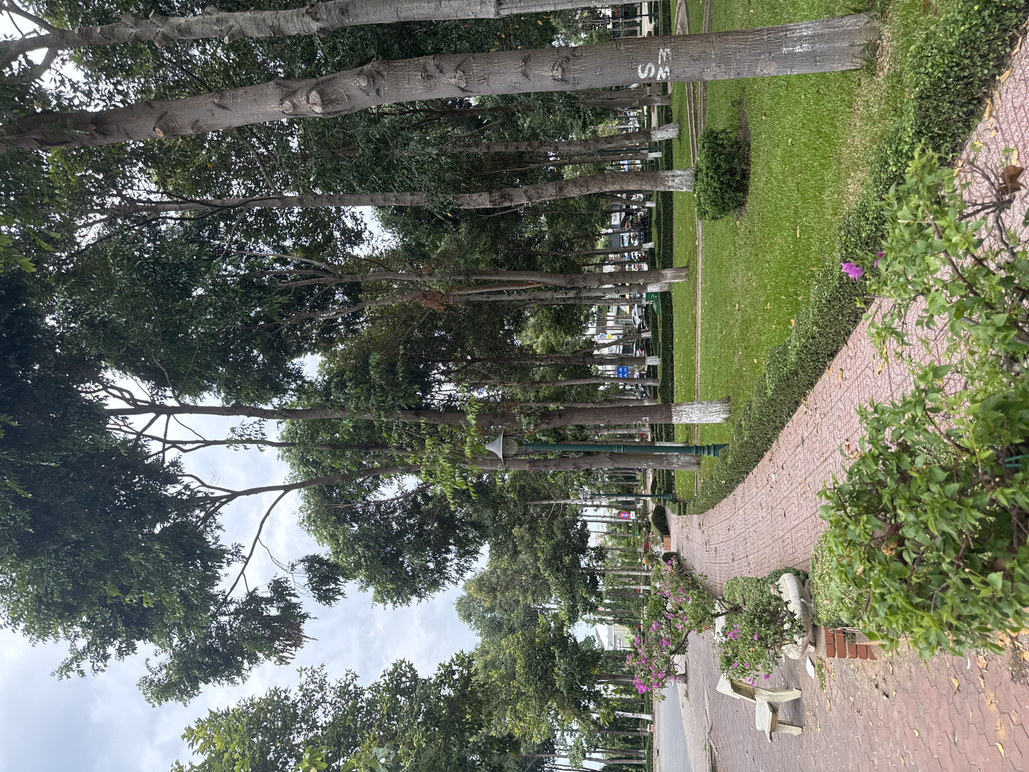 The image depicts a park scene in Phú Thủy, Vietnam. A paved walkway, constructed with red brick pavers, curves through the park. On the left side of the walkway, a beige park bench sits on the paved area, with potted flowering plants in shades of pink and purple lining the path. Beyond the bench, a road with some traffic is visible. The park features a lush green lawn with manicured hedges bordering the walkway and lawn areas. Numerous tall trees with dark bark and green foliage are dispersed throughout the park, many with their lower trunks painted white. Several lampposts, painted green, are strategically placed along the path. In the background, buildings and more trees suggest an urban setting. The sky is overcast, indicating a cloudy day. There are no people clearly visible in the scene, though a bicycle is faintly discernible in the middle ground.