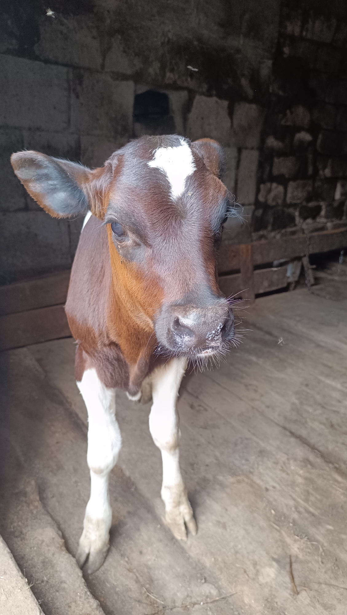 A young brown and white calf stands on a wooden floor inside a barn. The calf's head is tilted slightly, and it is looking towards the camera. The barn walls are made of rough stone, and the floor is made of wooden planks. The lighting in the barn is dim, with a few specks of light filtering in from an unseen source. There are a few small flies visible in the air and on the calf's snout. The environment appears rustic and utilitarian, consistent with a working farm. The location in the city of Karsha, Russia, is inferred based on the prompt's request.