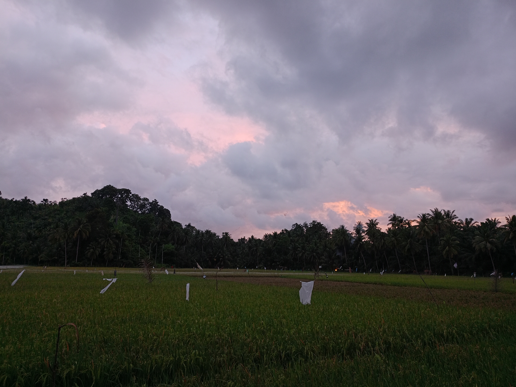 The image shows a view of rice fields in Palohpanyang, Indonesia, under an overcast sky with hints of pink from the setting sun. The field is green and has white plastic scarecrows. A dense line of trees, including palm trees, borders the field. A hillside covered with vegetation rises in the background.