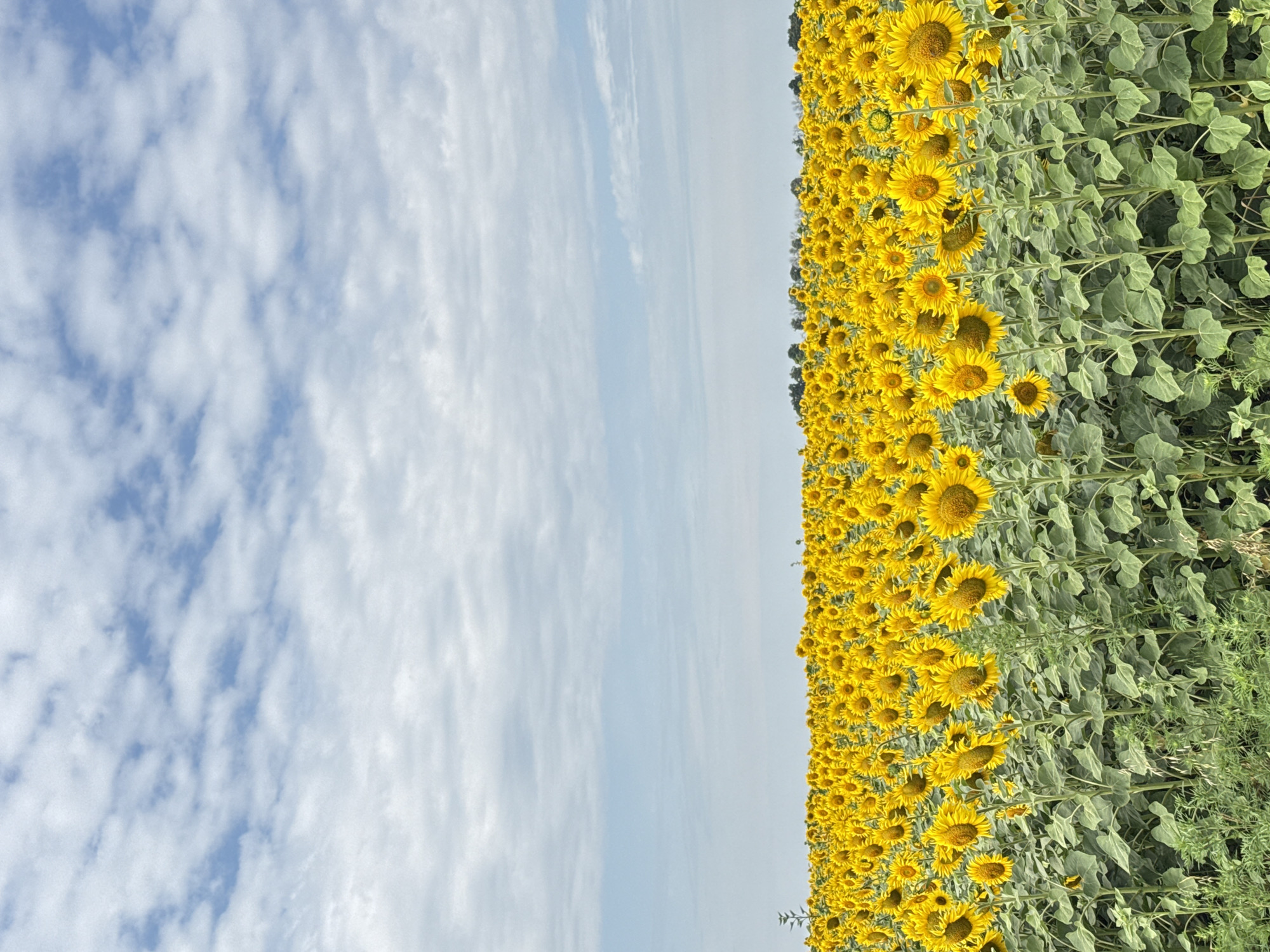An extensive field of sunflowers stretches across the landscape under a partially cloudy sky. The sunflowers, in full bloom with bright yellow petals and dark centers, dominate the lower two-thirds of the frame. They are planted in dense rows, their tall green stalks and large leaves forming a textured carpet. The field extends to the horizon where a line of dark green trees is visible. The sky above is a pale blue, interspersed with fluffy white clouds arranged in horizontal bands, giving the impression of a vast and open expanse. The overall scene is a vibrant and natural landscape. This image is located in the village of Stanychne, Ukraine.