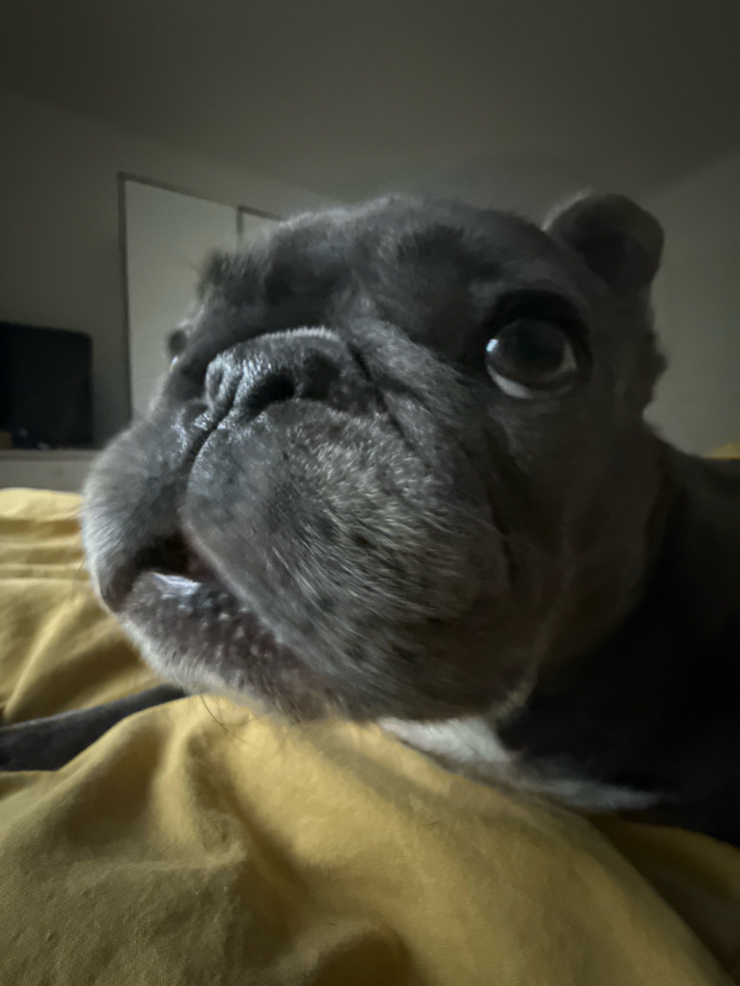 The image shows a close-up, low-angle shot of a French bulldog's face. The dog is dark gray with prominent facial wrinkles and a short snout. Its eyes are large and dark, with a slight reflection. The dog's mouth is slightly open, revealing some of its teeth. It is lying on a yellow, textured surface, possibly a blanket or bedspread. In the background, the environment appears to be a room with a wall and a doorway or closet, dimly lit. There are no visible people in the image. The image does not provide any information about the location in the city of Bad Sachsa, Germany.