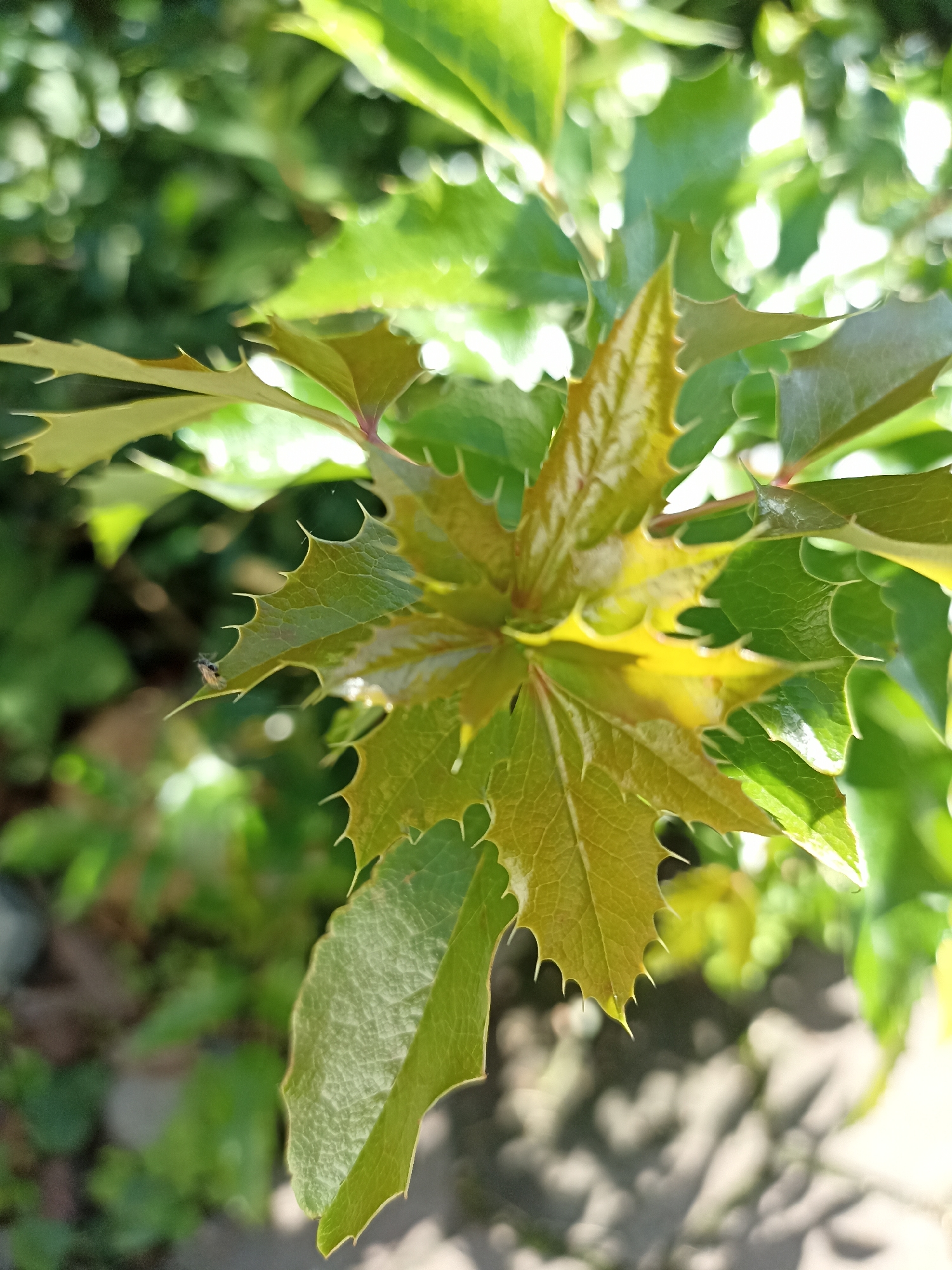 The image shows a close-up, vertical shot of spiky green leaves, some with a yellowish-green hue, on a plant. The leaves have serrated edges with sharp points. In the upper left quadrant of the image, a small, light-colored insect with dark markings is perched on the edge of a leaf. The background is blurred, showing more green foliage and dappled sunlight. The scene appears to be outdoors, likely in a garden or natural setting, possibly within the city of Mochische, Russia, though this location is not explicitly depicted. The focus is on the texture and detail of the leaves and the presence of the small insect.