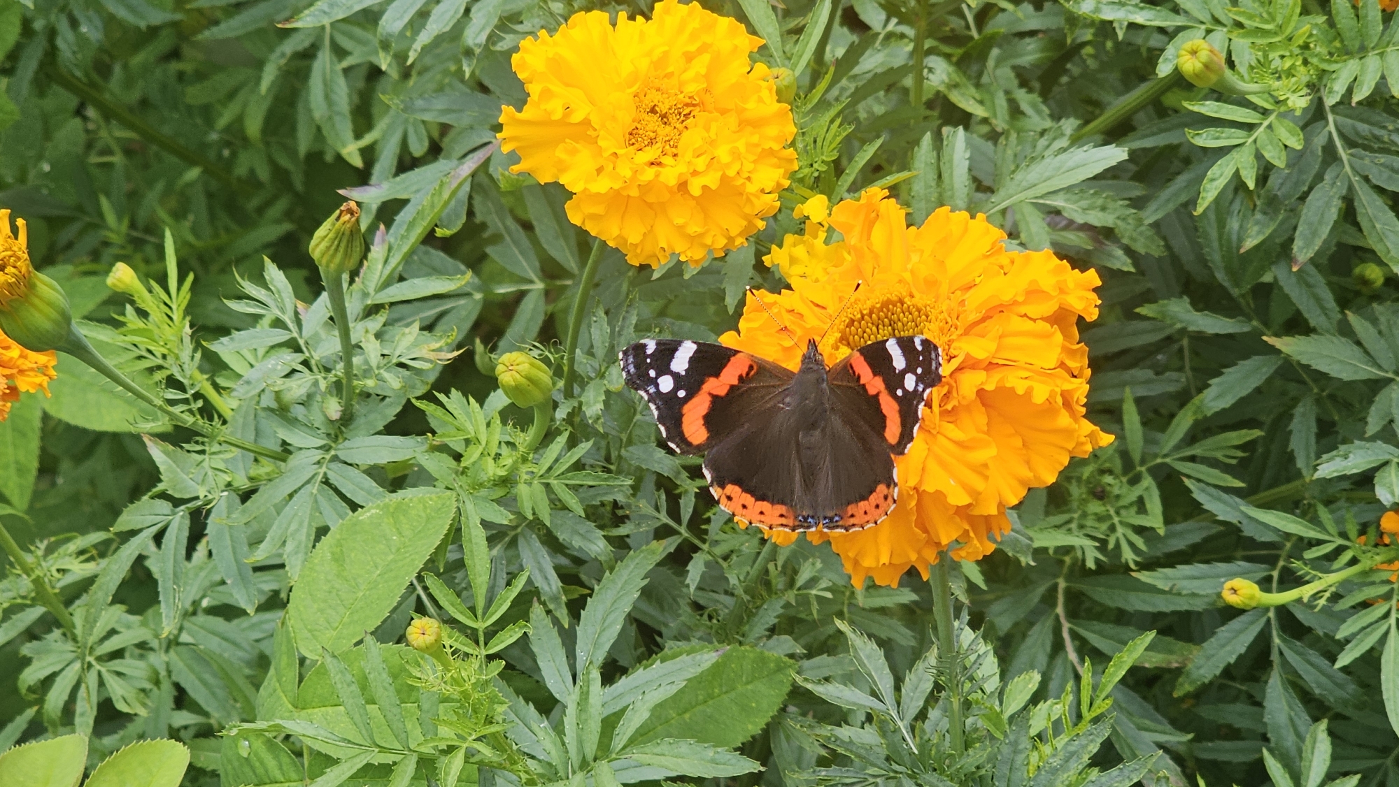 A butterfly with dark brown wings, edged in orange and dotted with white, is perched on a bright orange marigold flower. The butterfly's wings are partially open, revealing intricate patterns. The marigold is lush and fully bloomed, with many ruffled petals. Surrounding the flower is a dense bed of green, feathery foliage, also belonging to marigold plants. Several unopened marigold buds, small and green, are visible amongst the leaves, suggesting the presence of a garden. The scene appears to be outdoors, in a natural setting, possibly a garden in Markovskii, Russia.
